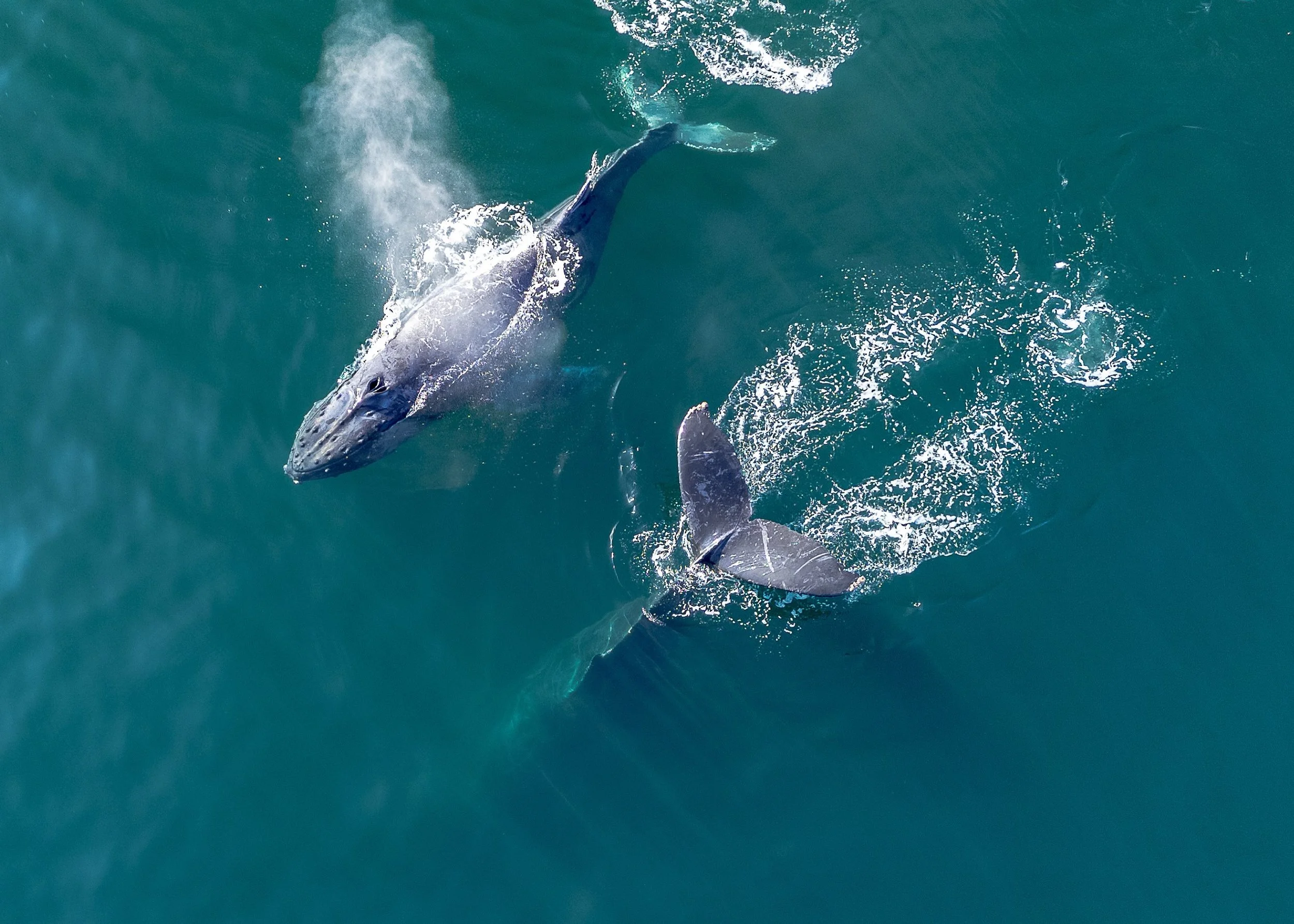 An aerial photograph of a humpback whale with a calf, breaching in aqua coloured water.