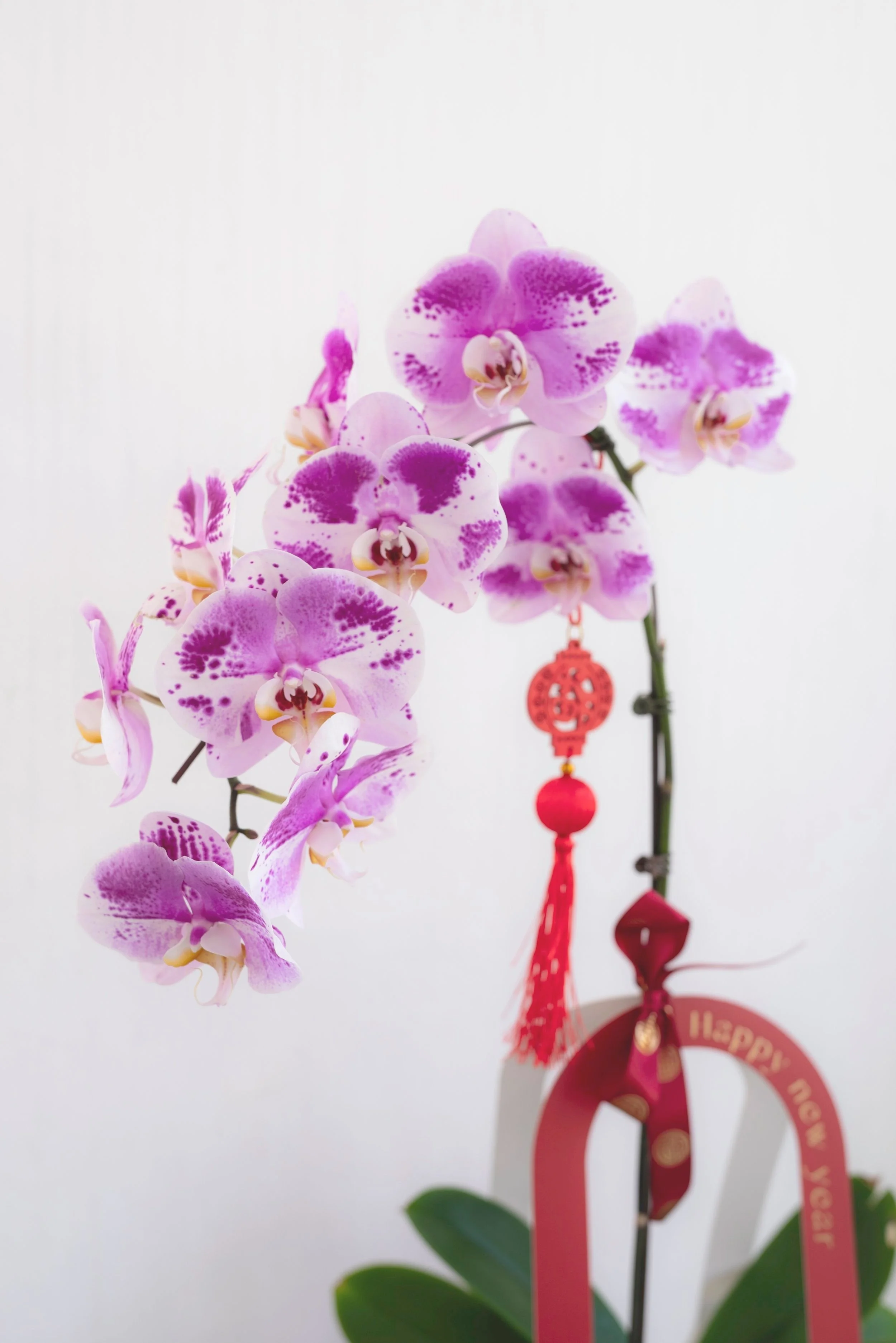 Oriental Orchid Harmony