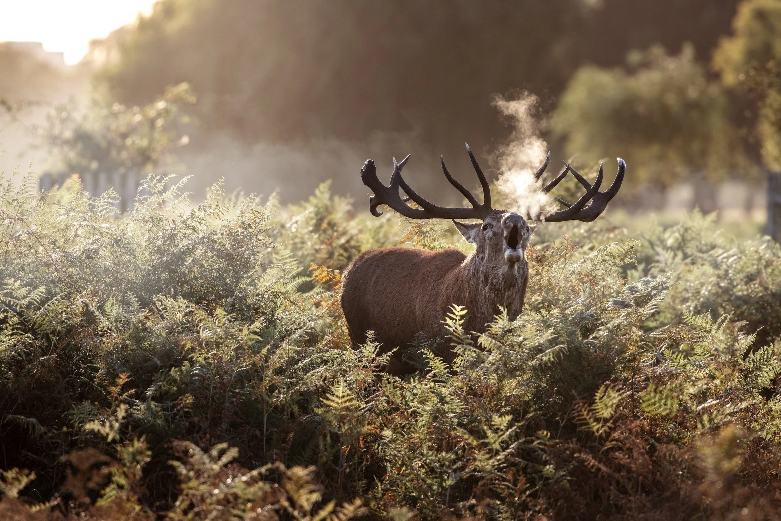 Sporting Opportunities — Aline Estate