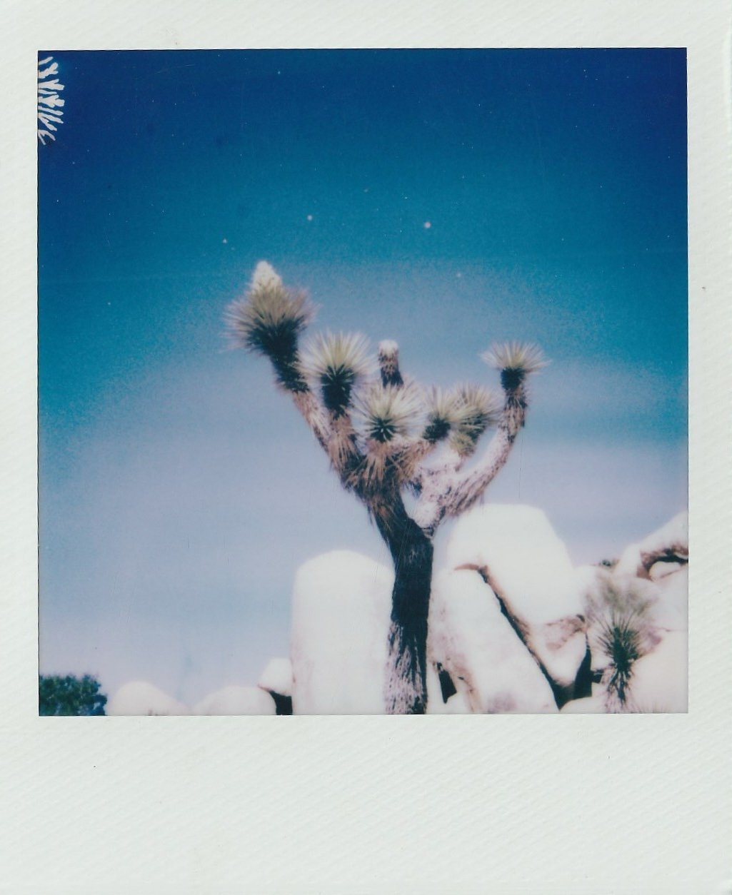 A polaroid photo of a Joshua Tree in the foreground and a blue sky in the background with rocks.