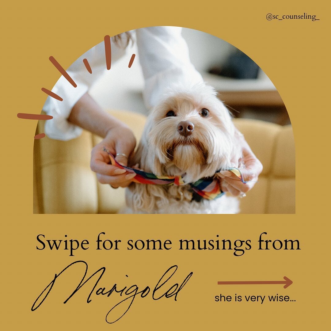 Marigold knows what&rsquo;s up 🌼
.
.
#setboundaries #setboundariesfindpeace #selfcare #selflove #healingtrauma #healyourlife #therapistsofinstagram #therapysession #dogsofinstgram #therapydog #floridatherapist #westpalmbeach