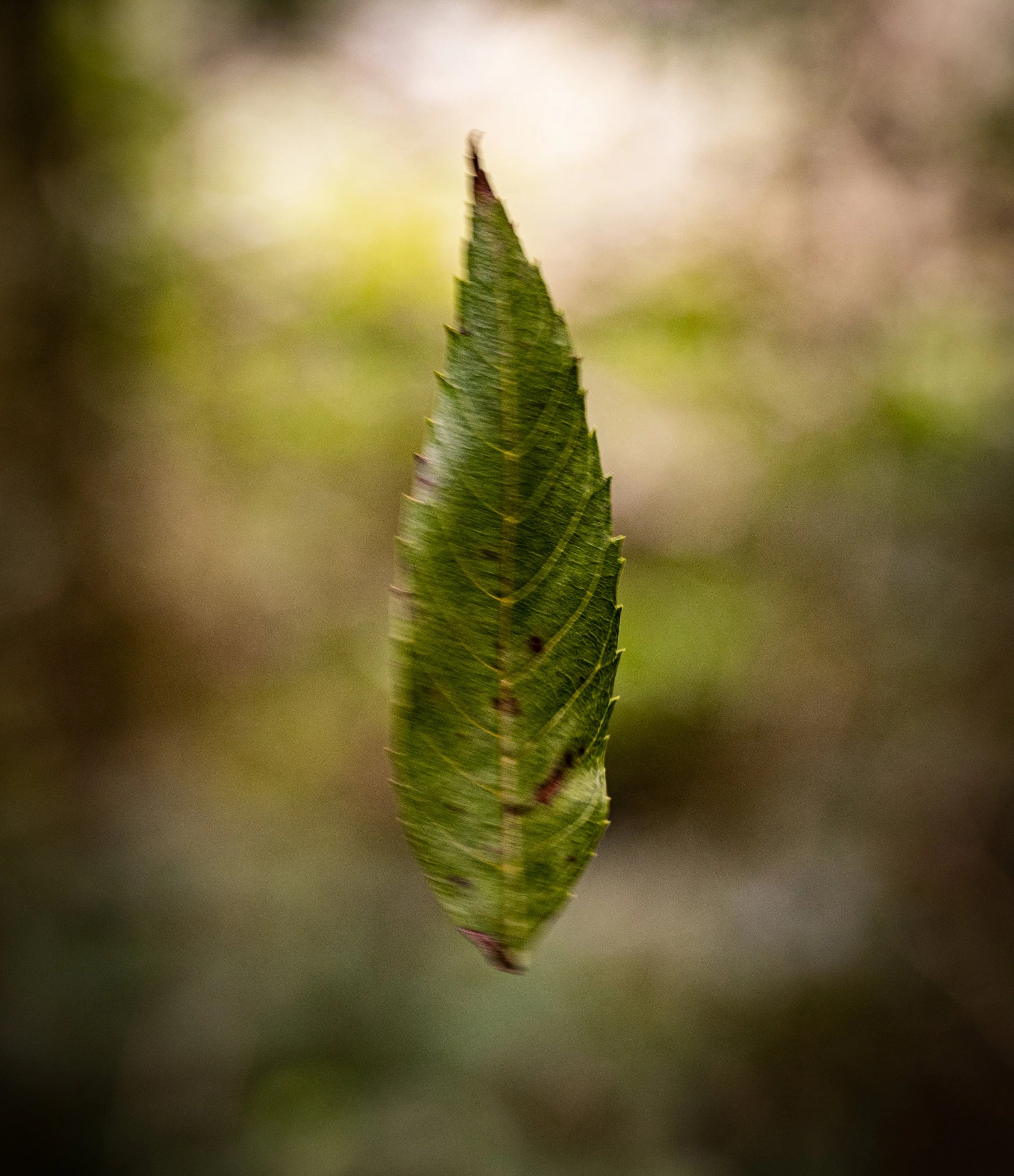 DT Falling leaf 3.jpg