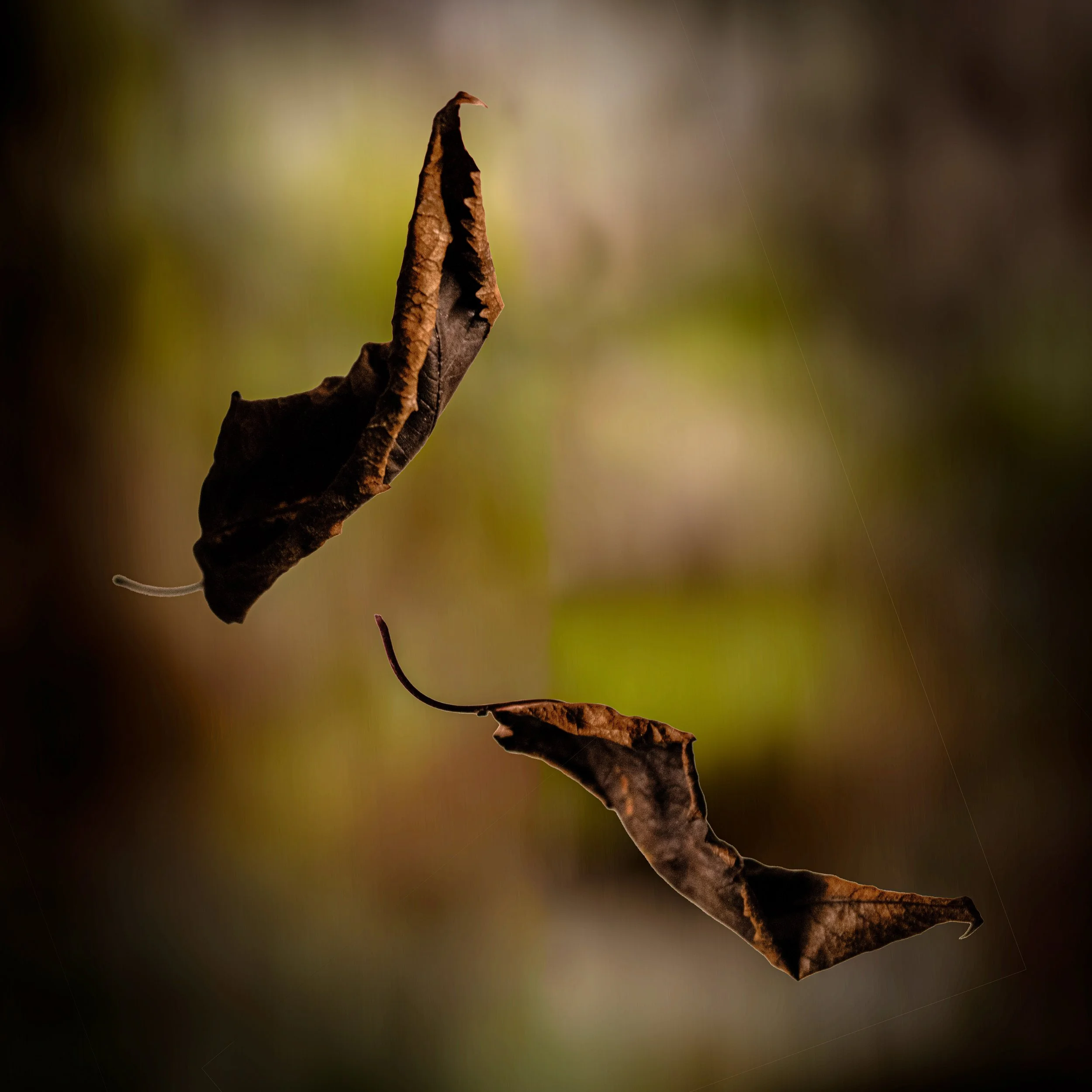 DT Falling Leaf 2.jpg