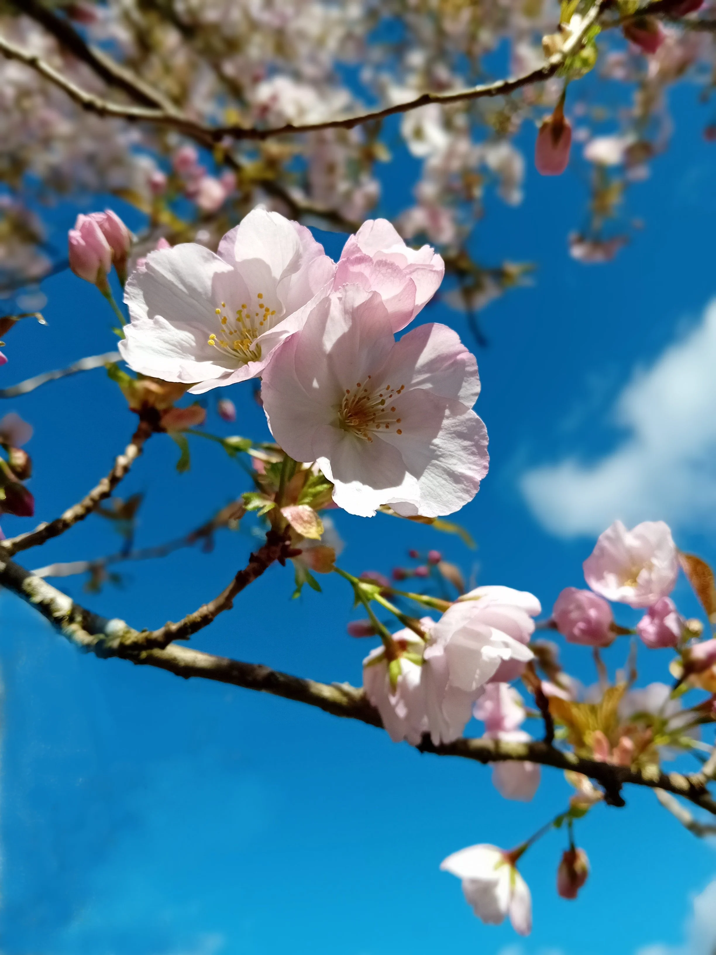 Cherry blossoms  CU April 2024.jpg