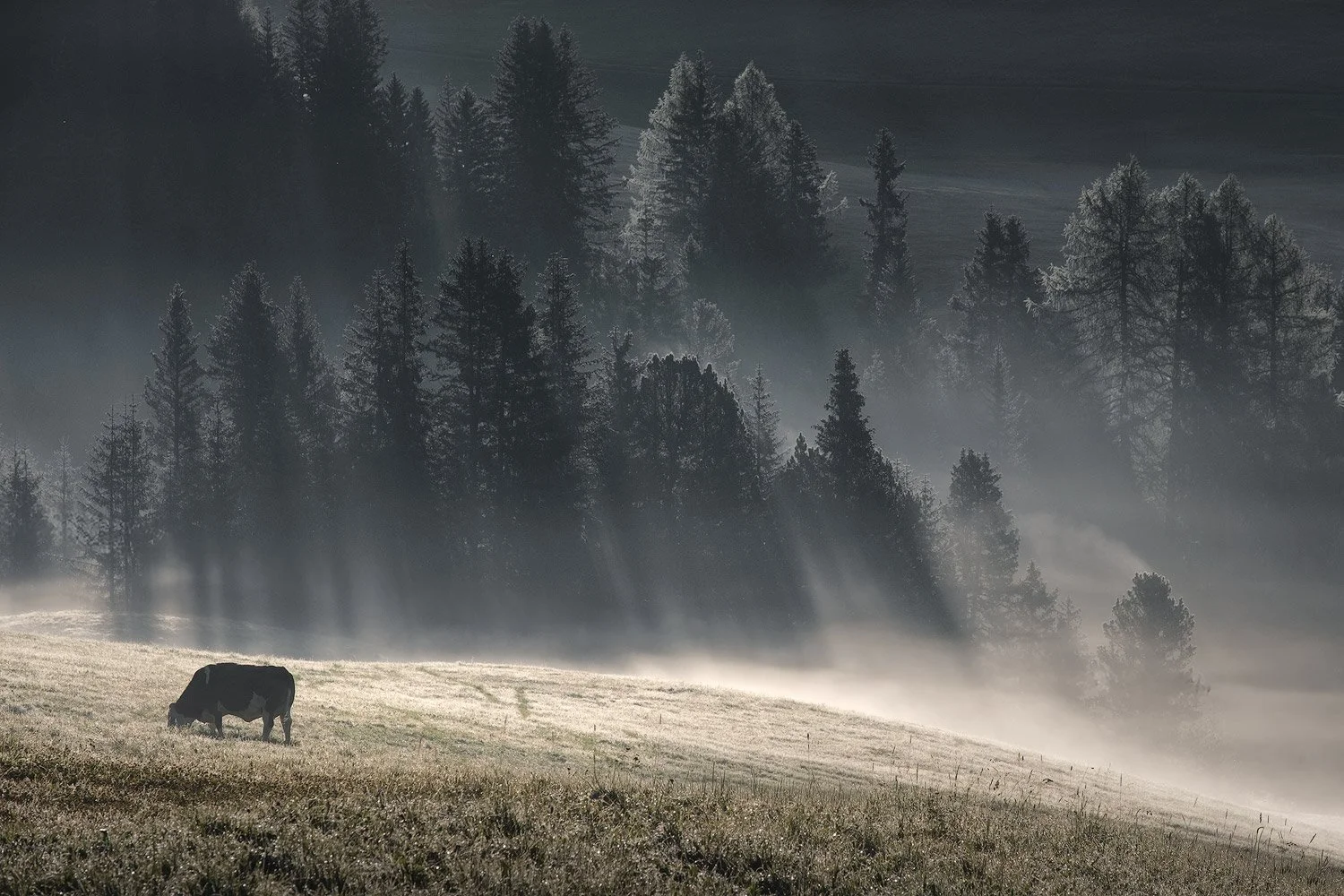 A cow grazing in a sunlit meadow below pine trees and morning mist at Alpe di Siusi.