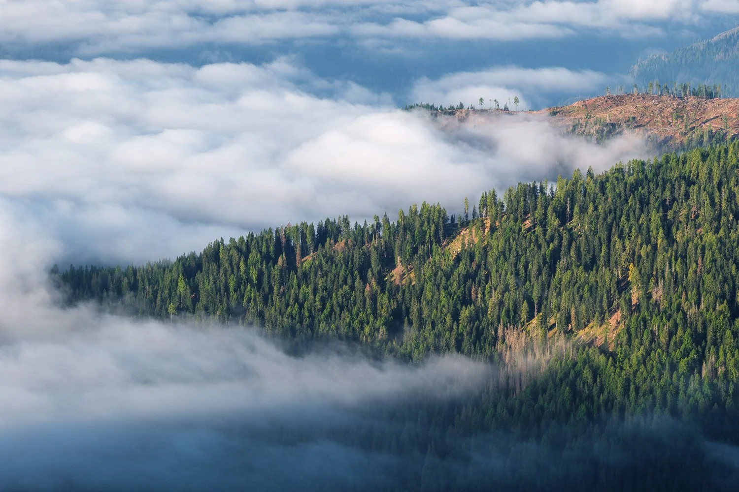 Forested mountain ridge emerging through low clouds and mist with soft sunlight illuminating the trees.