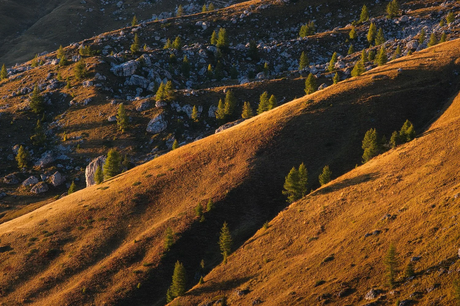 Golden evening light crossing diagonal slopes dotted with larches and rocks at Passo Giau.