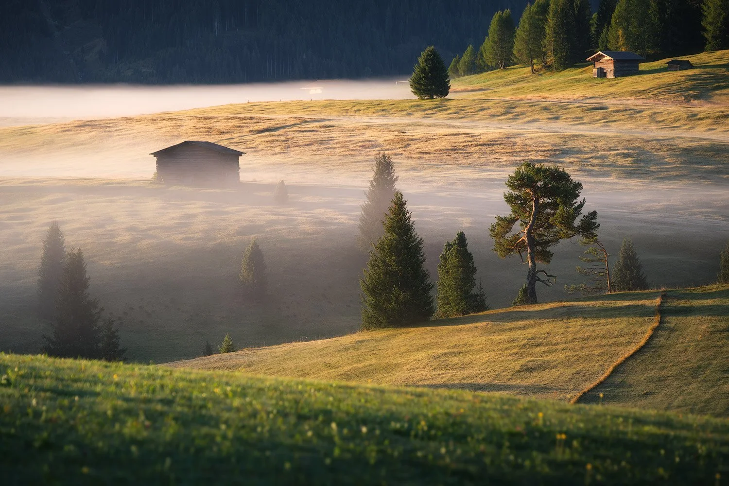 Sunlight streaming through morning mist around pine trees and a small hut at Alpe di Siusi.