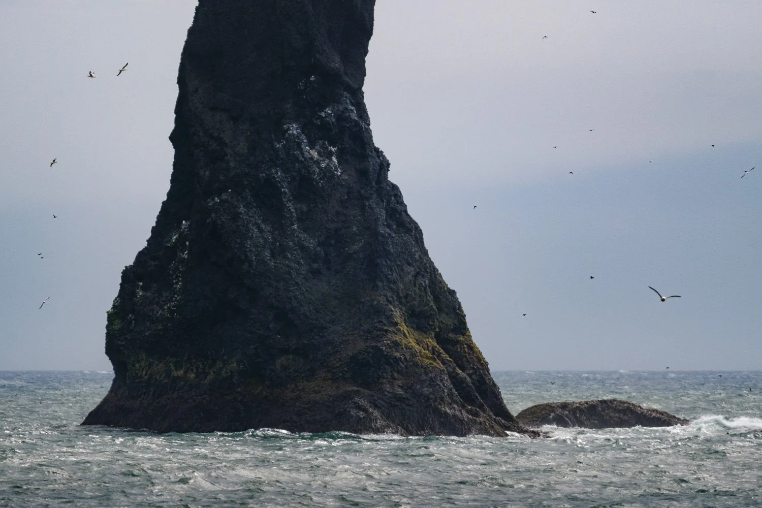 Tight composition of a dark sea stack rising from the ocean with seabirds flying around it.