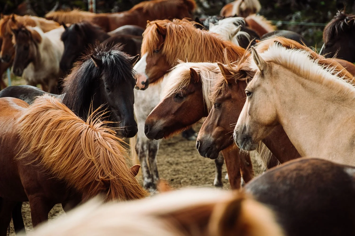 Group of icelandic horses of various colors and breeds standing close together outdoors.