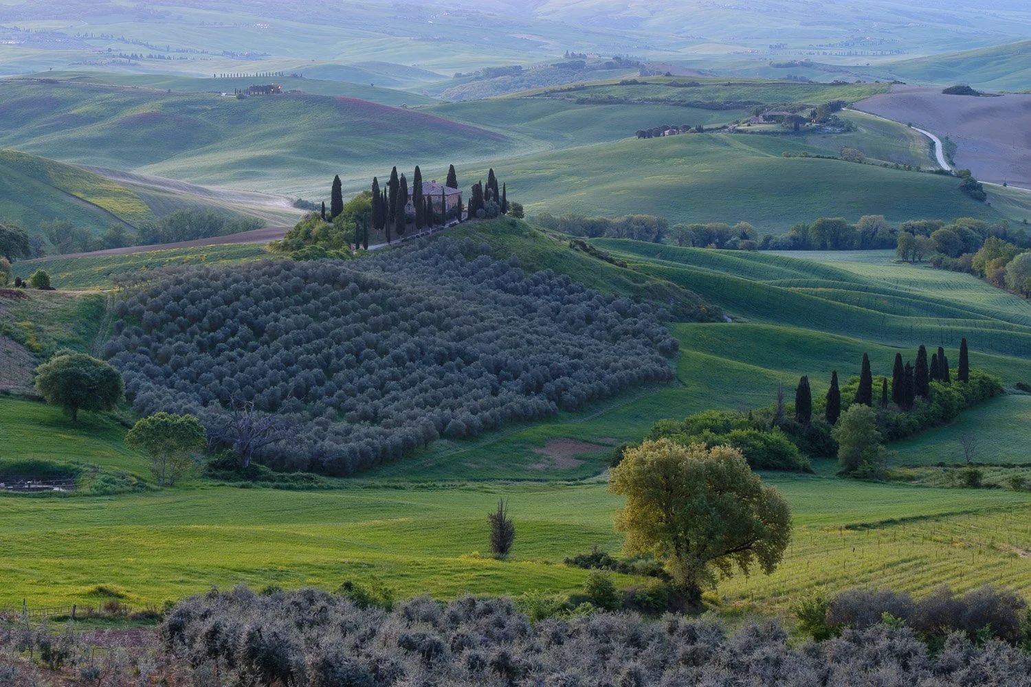 Podere Belvedere farmhouse surrounded by olive groves and rolling hills in soft early morning light in Tuscany.