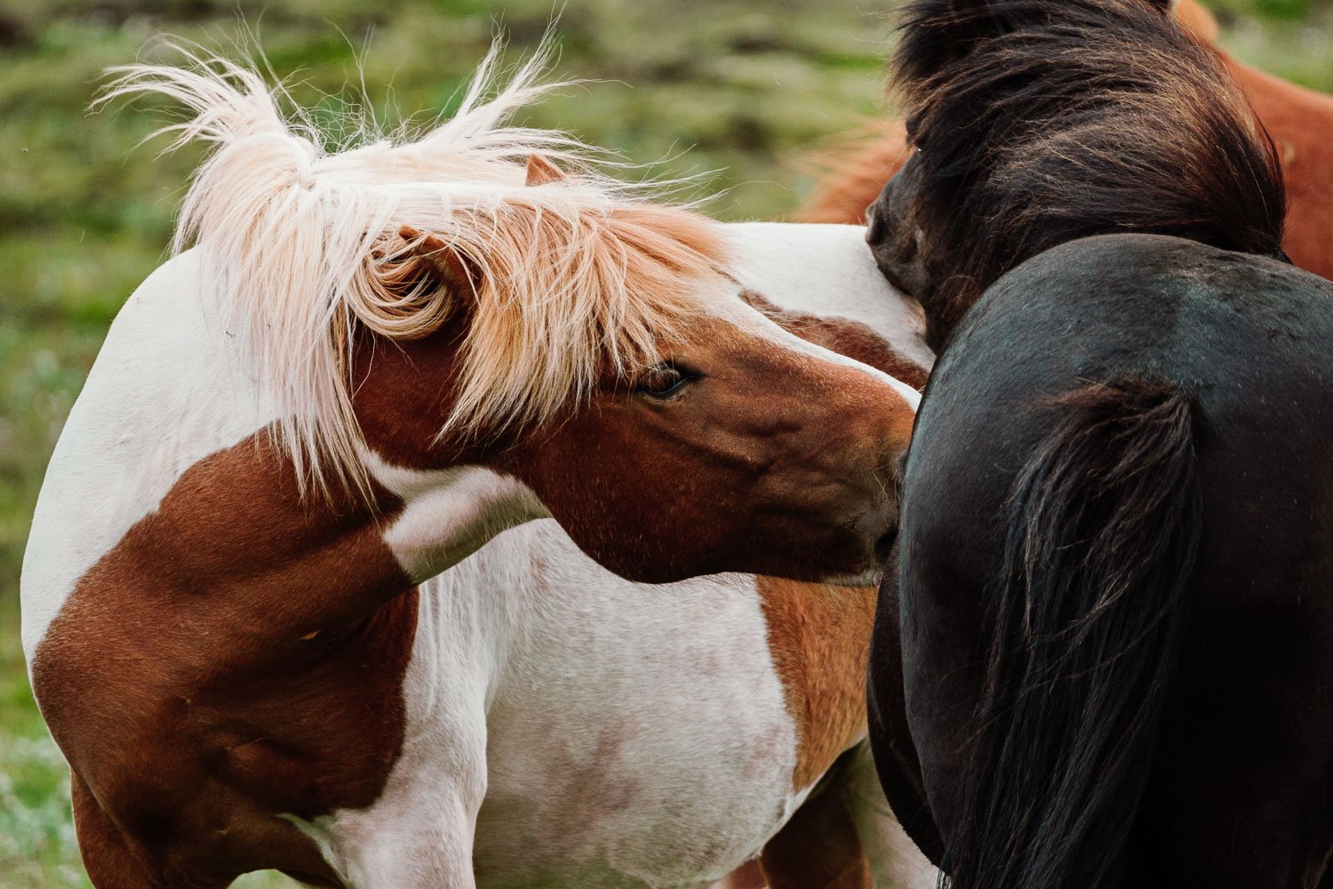 Three icelandic horses with their heads close together, touching noses, in a grassy field.