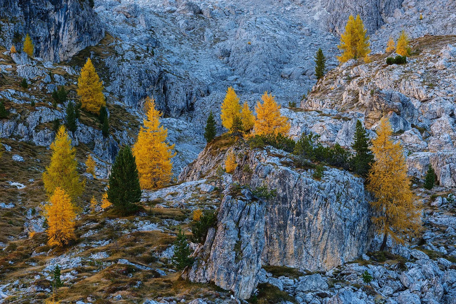 dolomites in autumn scene with tree lit with soft bouncing light