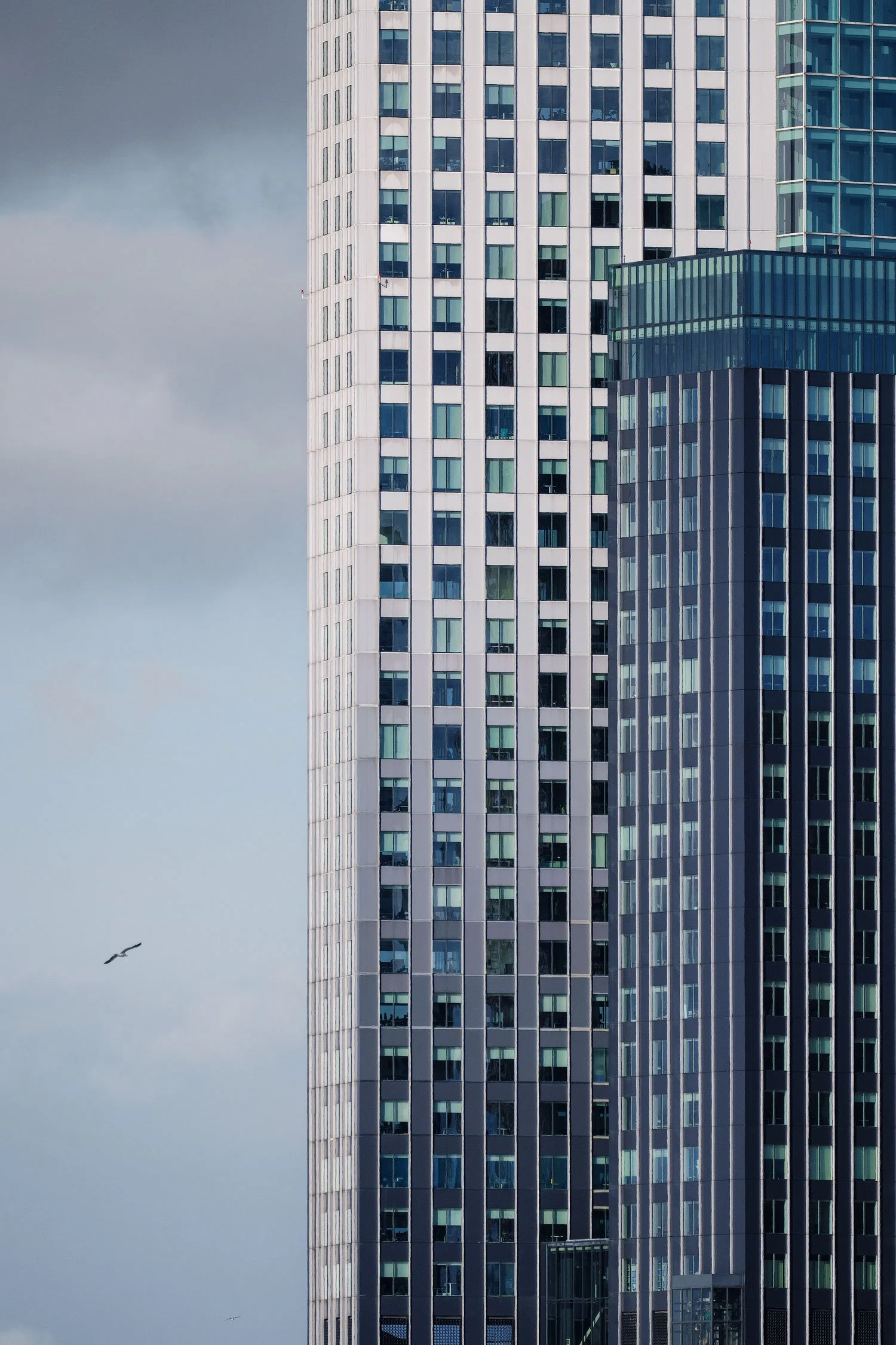 High-rise towers in Rotterdam photographed from a moving water taxi, with a small bird against the cloudy sky.
