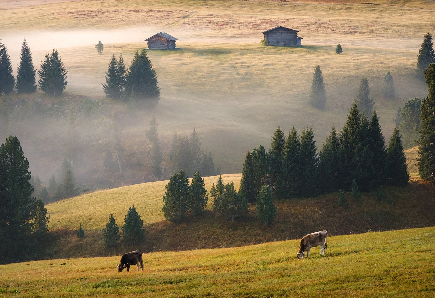 Cows grazing below wooden huts as sunlight catches layers of morning mist across Alpe di Siusi.