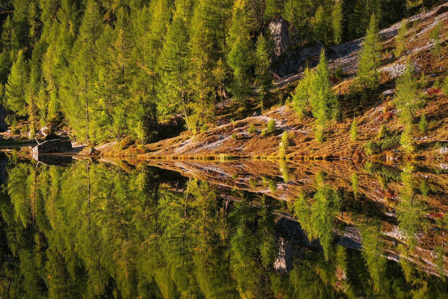 First sunlight illuminating lakeside larches reflected in the still water of an alpine lake in the Italian Dolomites.