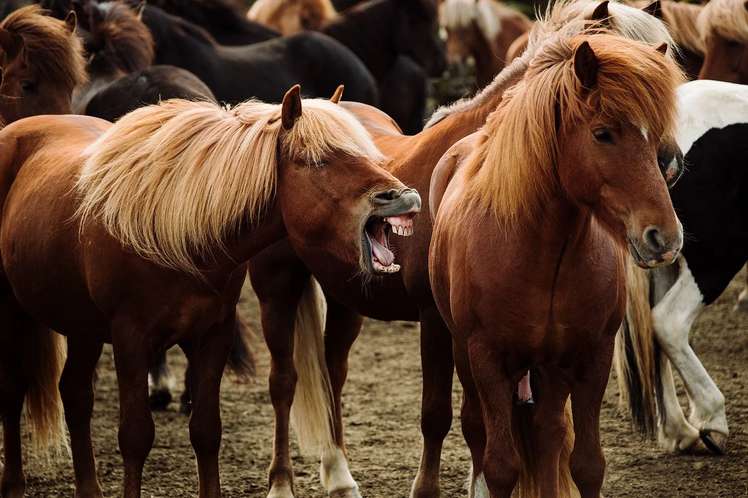 A group of horses, with one brown horse in front of two other brown horses, appears to be yawning or neighing in a herd on a dirt ground.