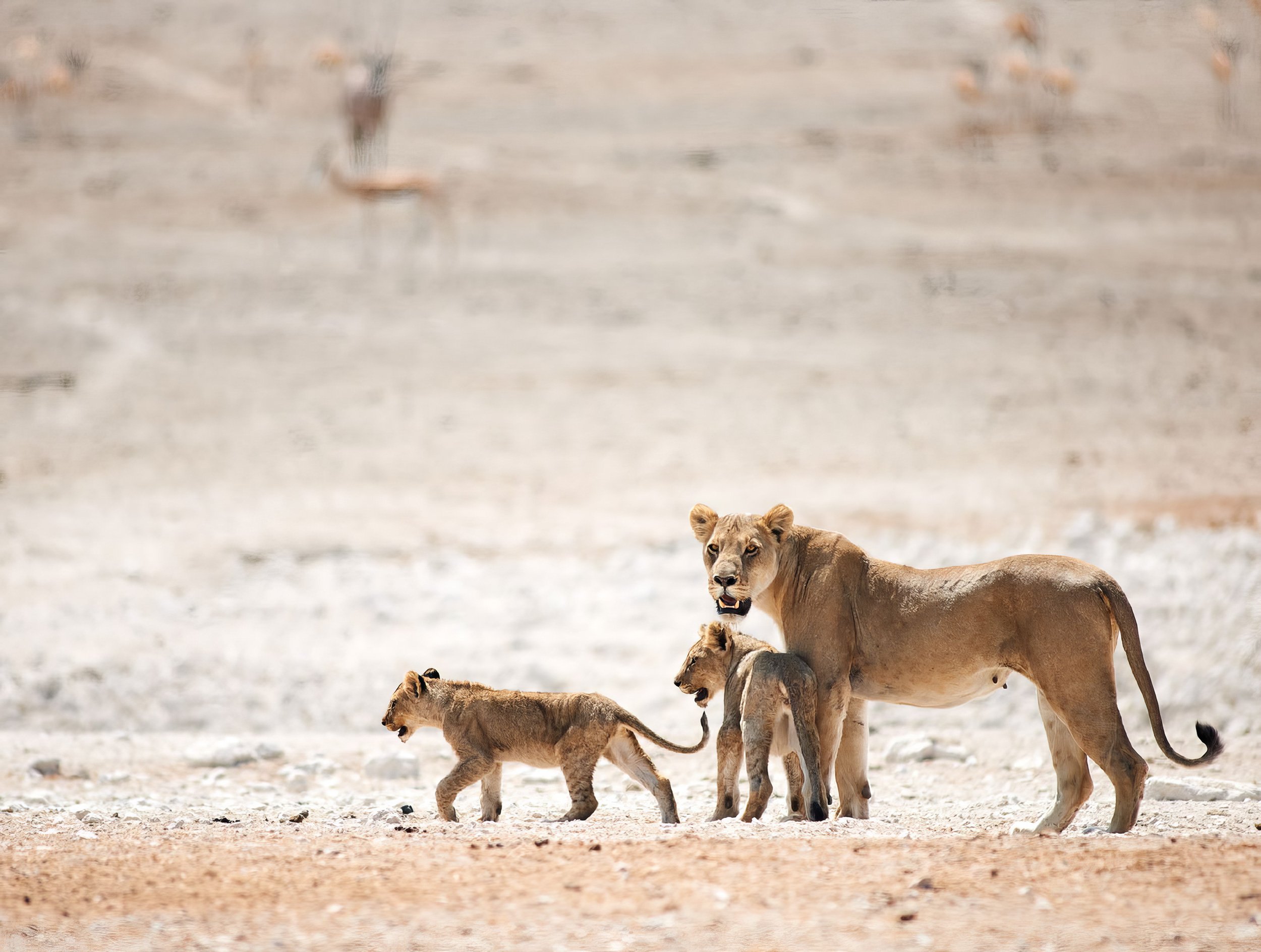 highlights-of-namibia-header12.jpg