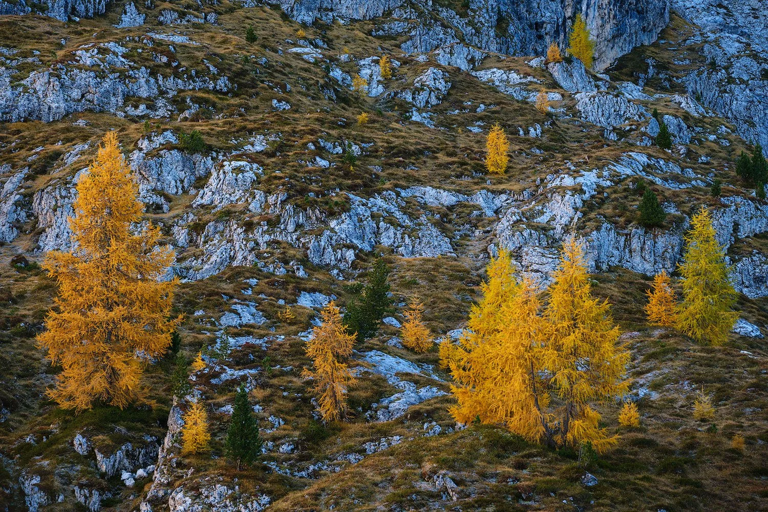 dolomites in autumn scene with tree lit with soft bouncing light
