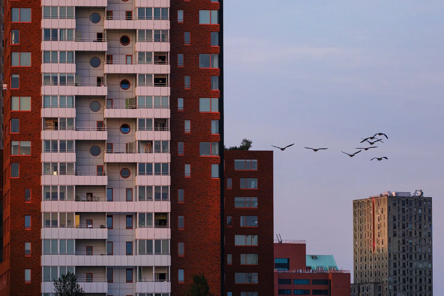 Flock of birds flying between red-and-white apartment towers in Rotterdam.