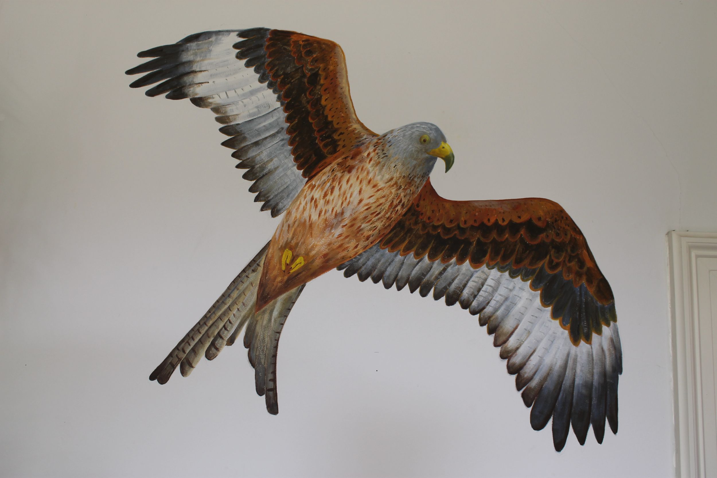 Red Kite - Close.png