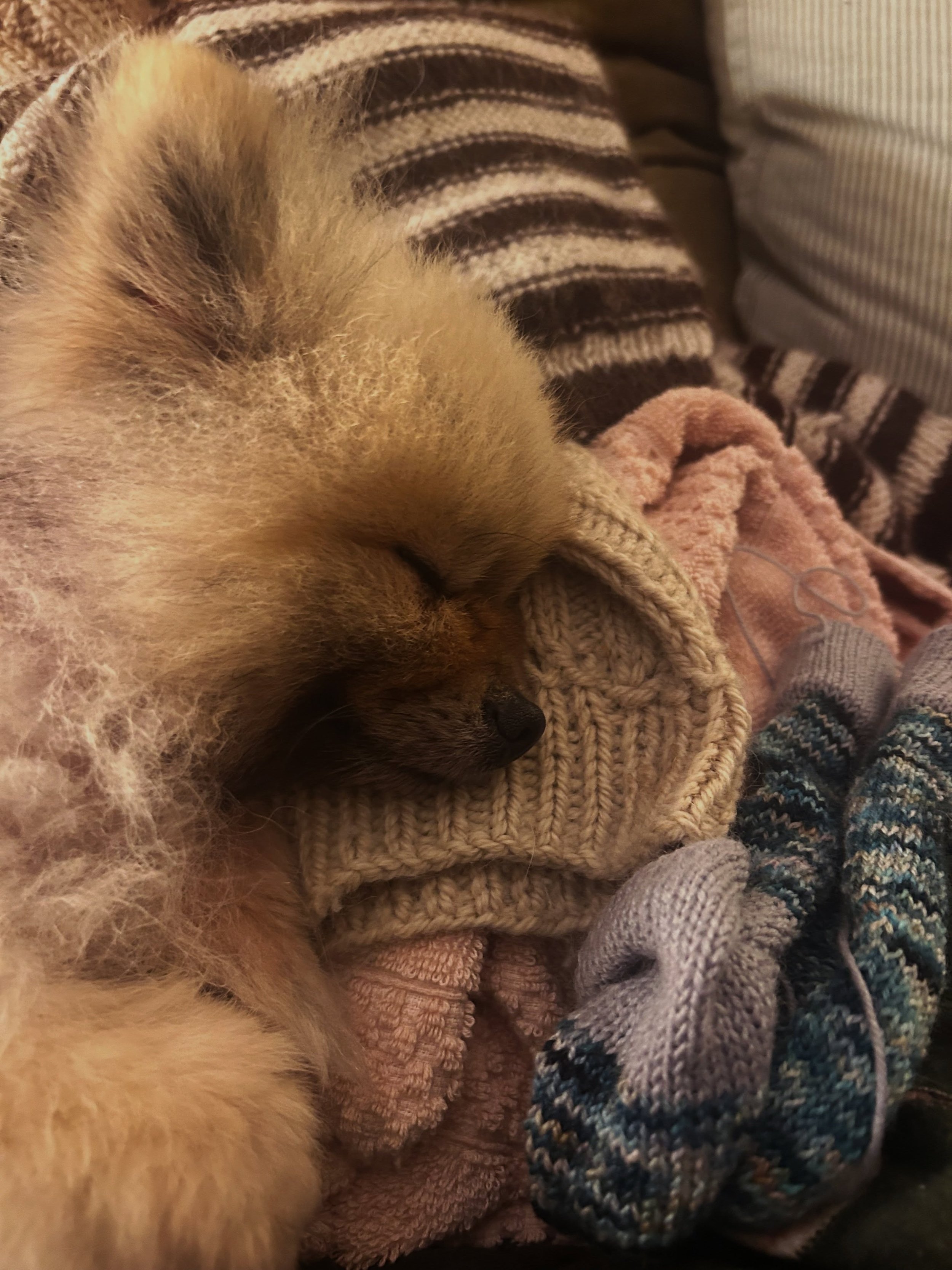 Day 2 🧸

First of many of these posts featuring Pumpkin! 🐕 

The boy who got me back into knitting 6 years ago - he needed a jumper when he stated losing his fur :( 

Pumpkin loves his hand knits more then anything, especially when he gets extra co