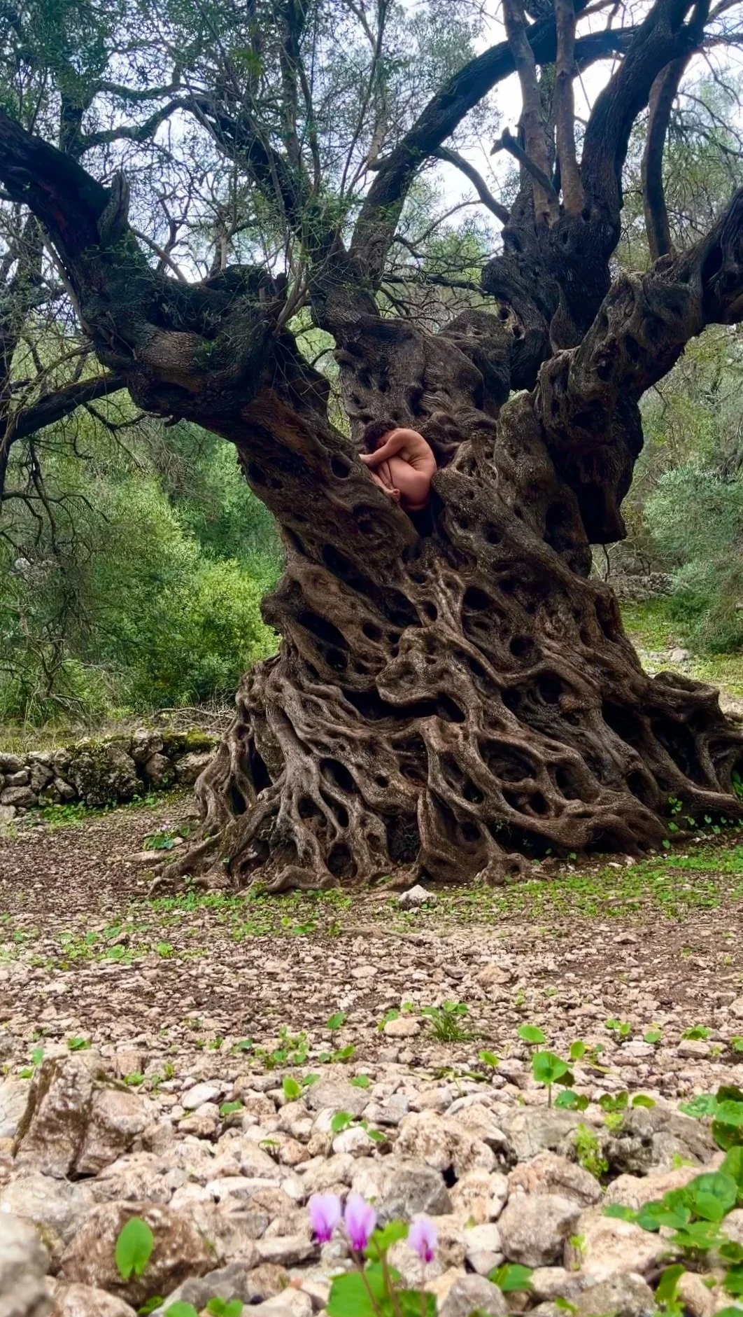 Mitera - Mother of Trees.