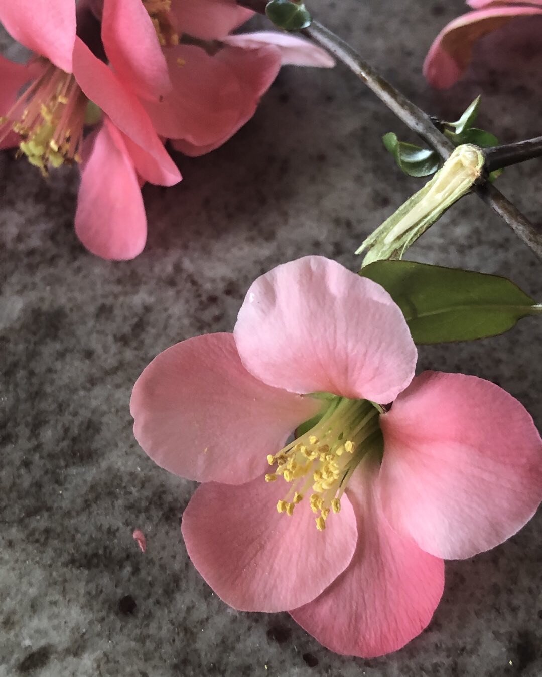 Quince blossom-thank you spring #flowers #spring #deyvaarthur #quince #photo