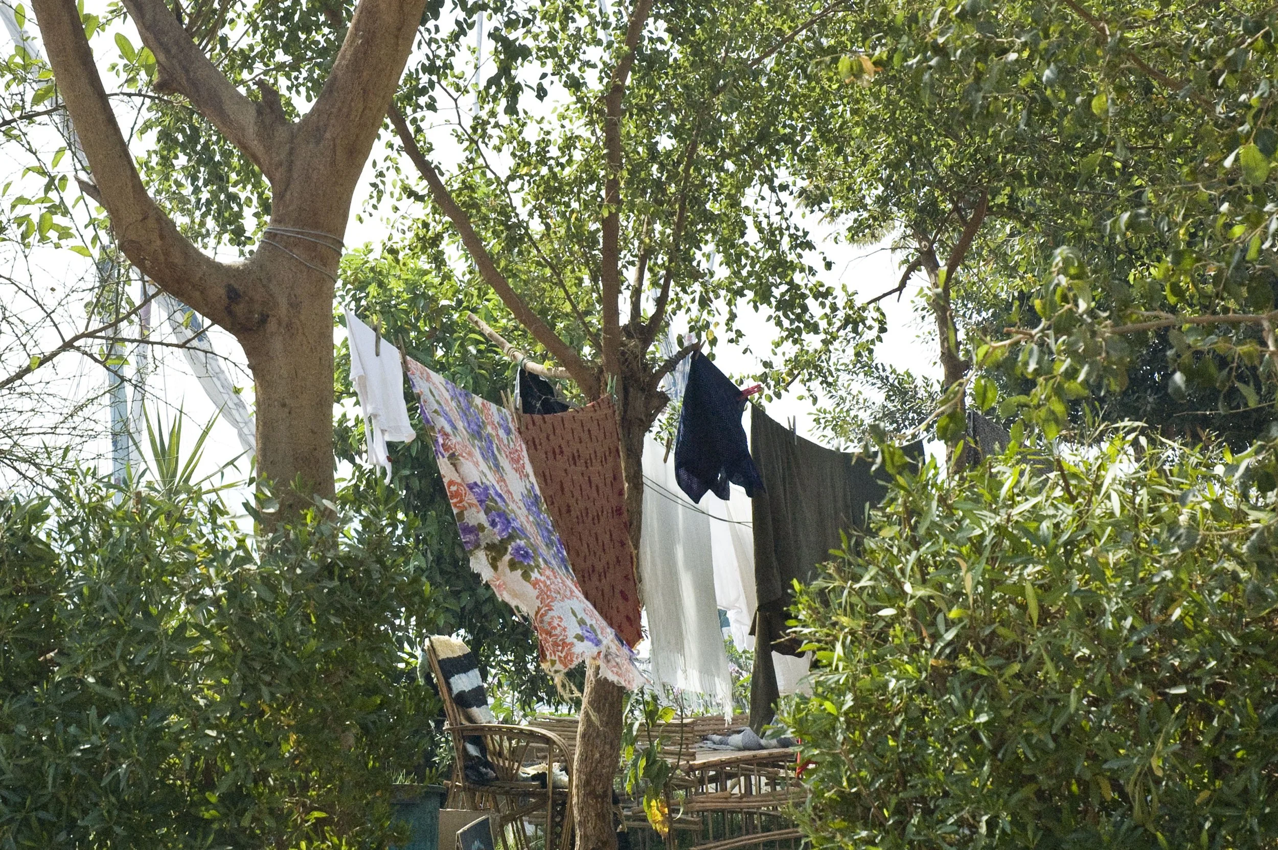 laundry in bushes.jpg