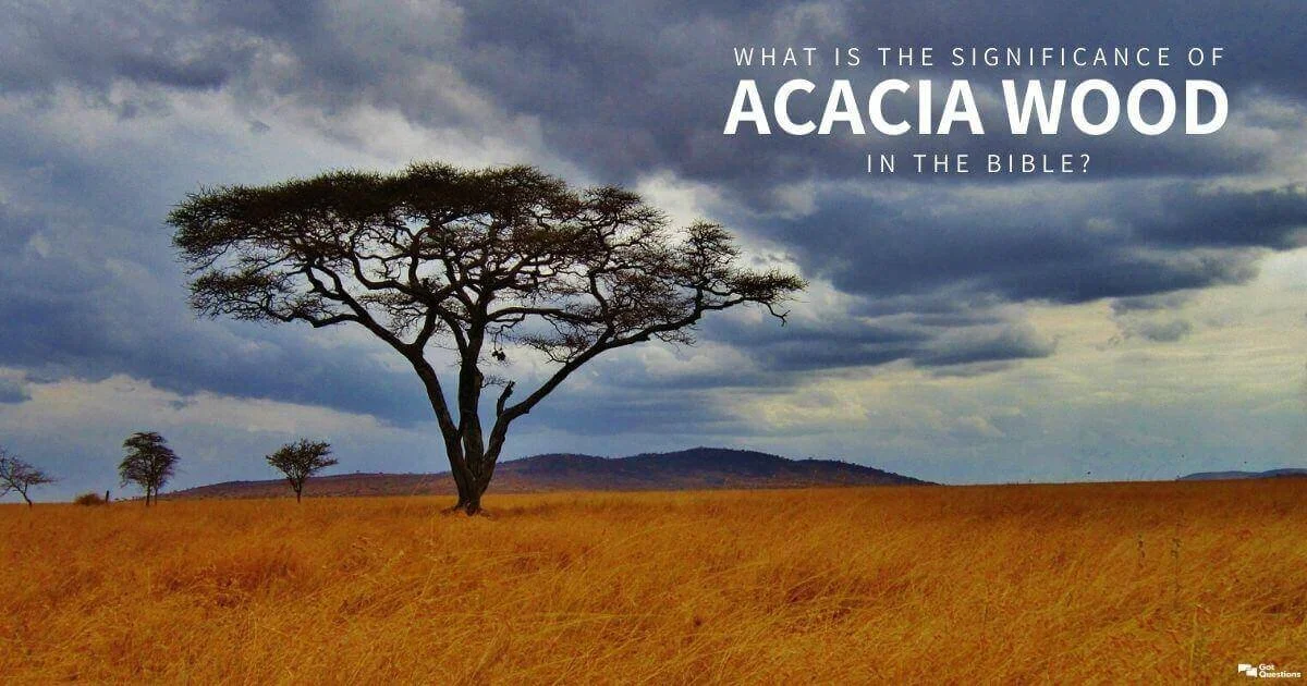 Acacia Wood - Episode OT029
