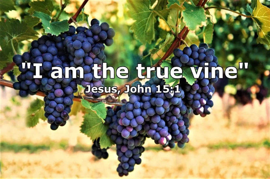 Episode - NT074 - The True Vine