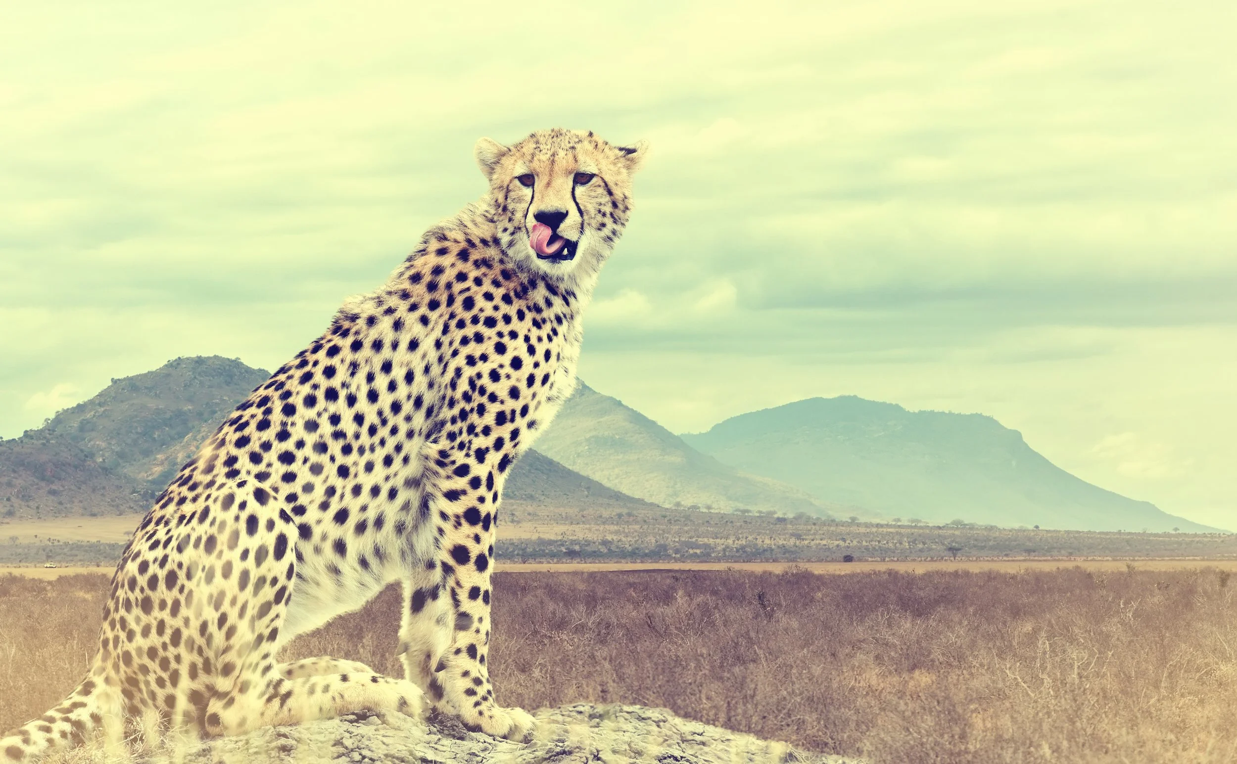 Cheetah Luxury Safari Zambia Africa