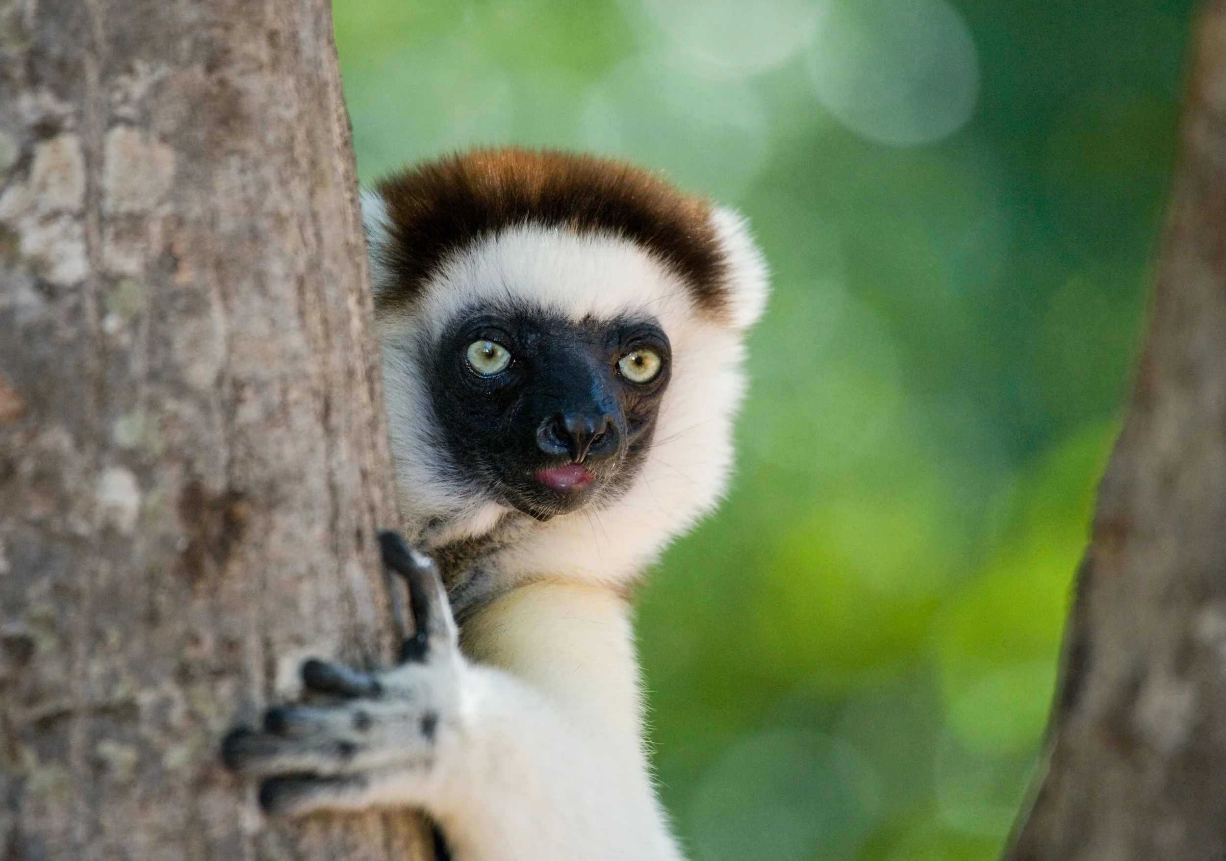 Madagascar: like the land before time.