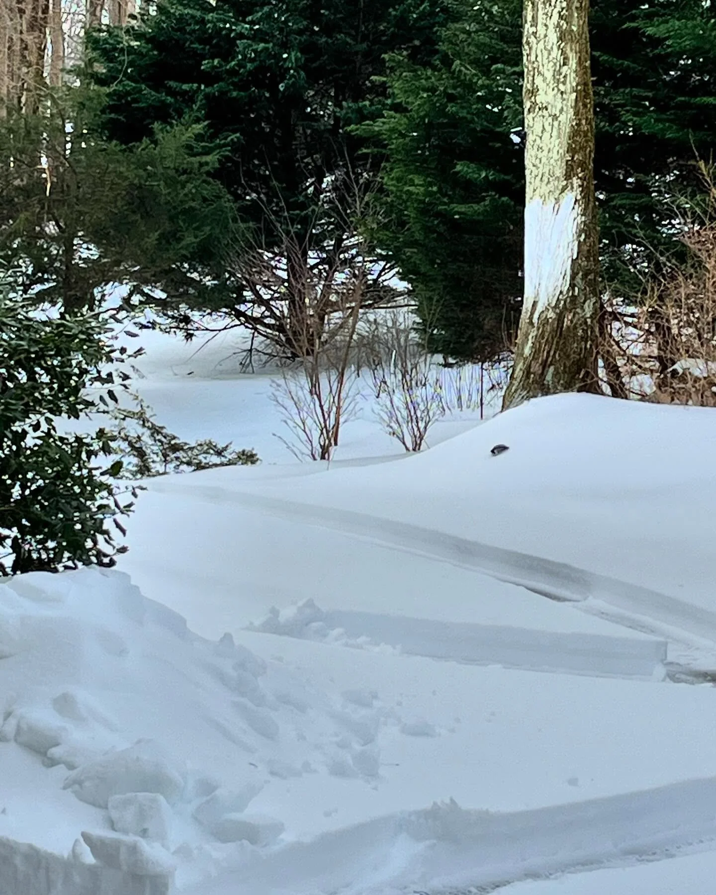 Snowed in? ❄️ No problem! 

All of our scheduled appointments today will be transitioning to telehealth 💻 to ensure the safety of our clients and team! 

Grab your telehealth link, blanket, hot beverage, and prepare to continue with your scheduled a