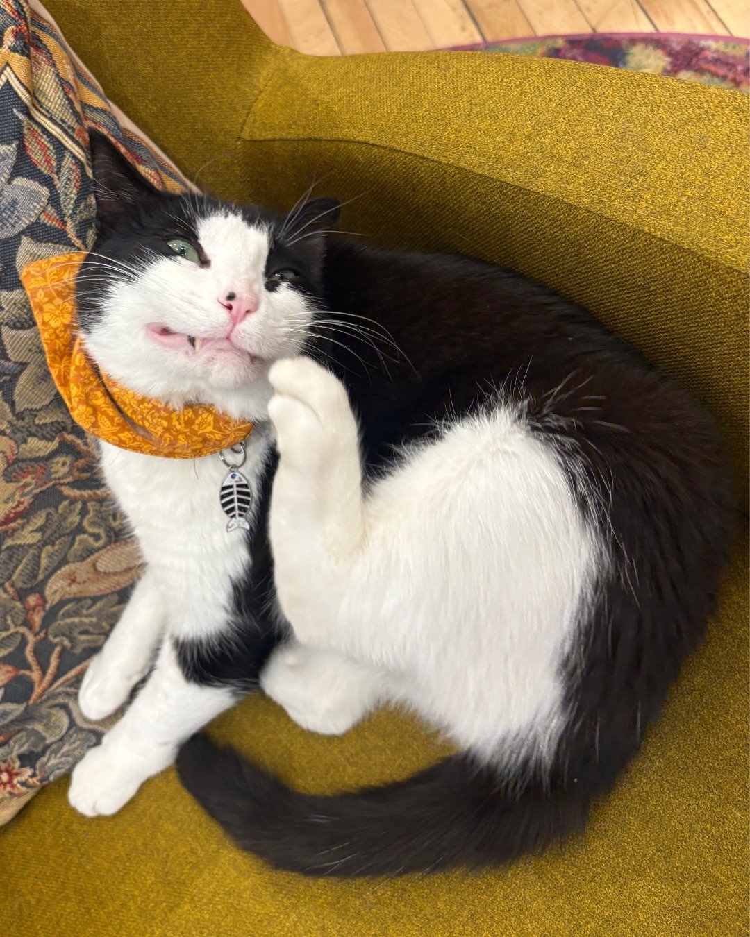 *TIMELINE CLEANSE*

Cheeeeeeeese!!! If itching teeth were an Olympic sport, Goose would take the gold. 

#BookstoreCat #GooseTheBookstoreCat #Cheese #MPLSBookstore #BogHillBooks #ReadThinkGrow #TuxedoCat