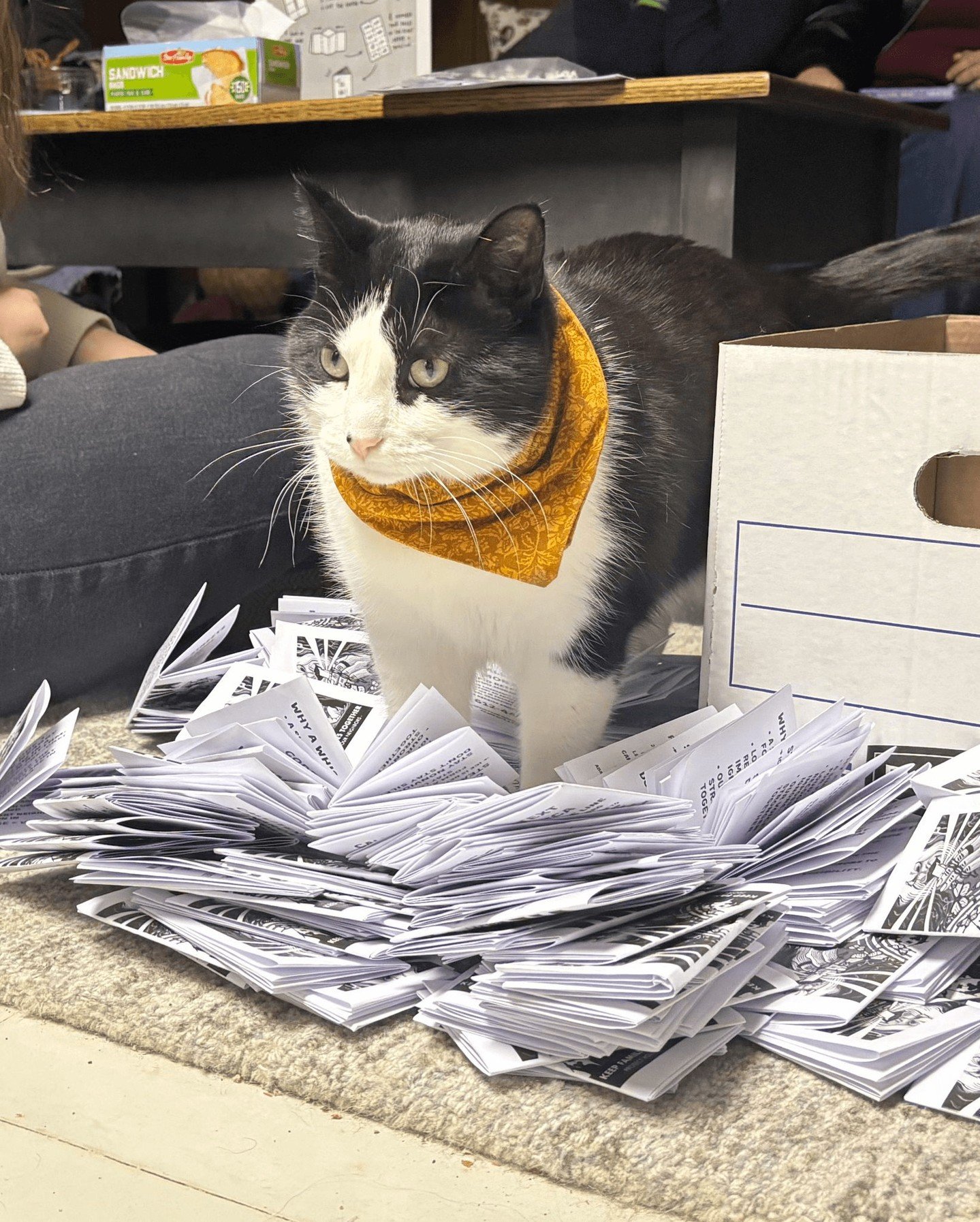 Goose helped make whistle kits at Romance Book Club last week - and looked fabulous doing it! 

#BookstoreCat #Goose #GooseTheBookstoreCat #BigHillBooks #WhistleKits #IceOut #IceOutofMN #TuxedoCat