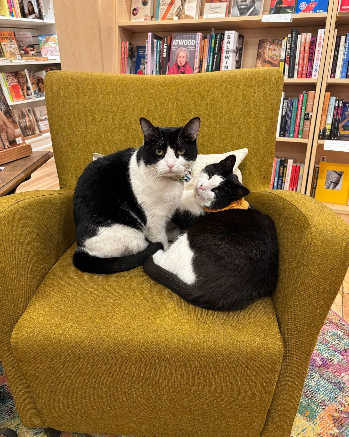 personality pic (Adso on the left, Goose on the right)

#GooseAndAdso #BookstoreCats #TuxedoCats #BigHillBooks #ReadThinkGrow #SupportLocal #SupportIndie