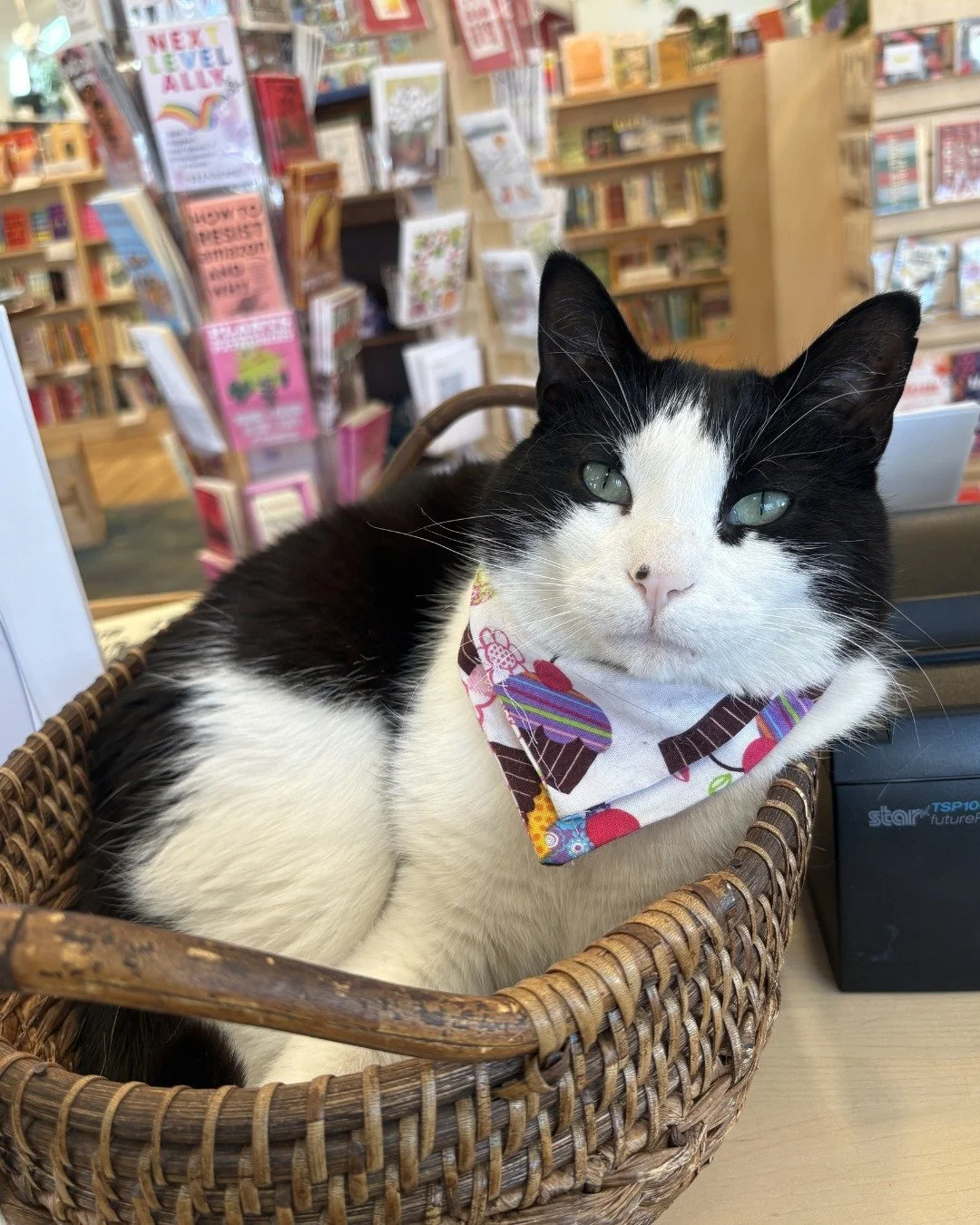 Staring Monday straight in the face 

#GooseTheBookstoreCat #BigHillBooks #ReadThinkGrow #TuxedoCat #SupportIndie