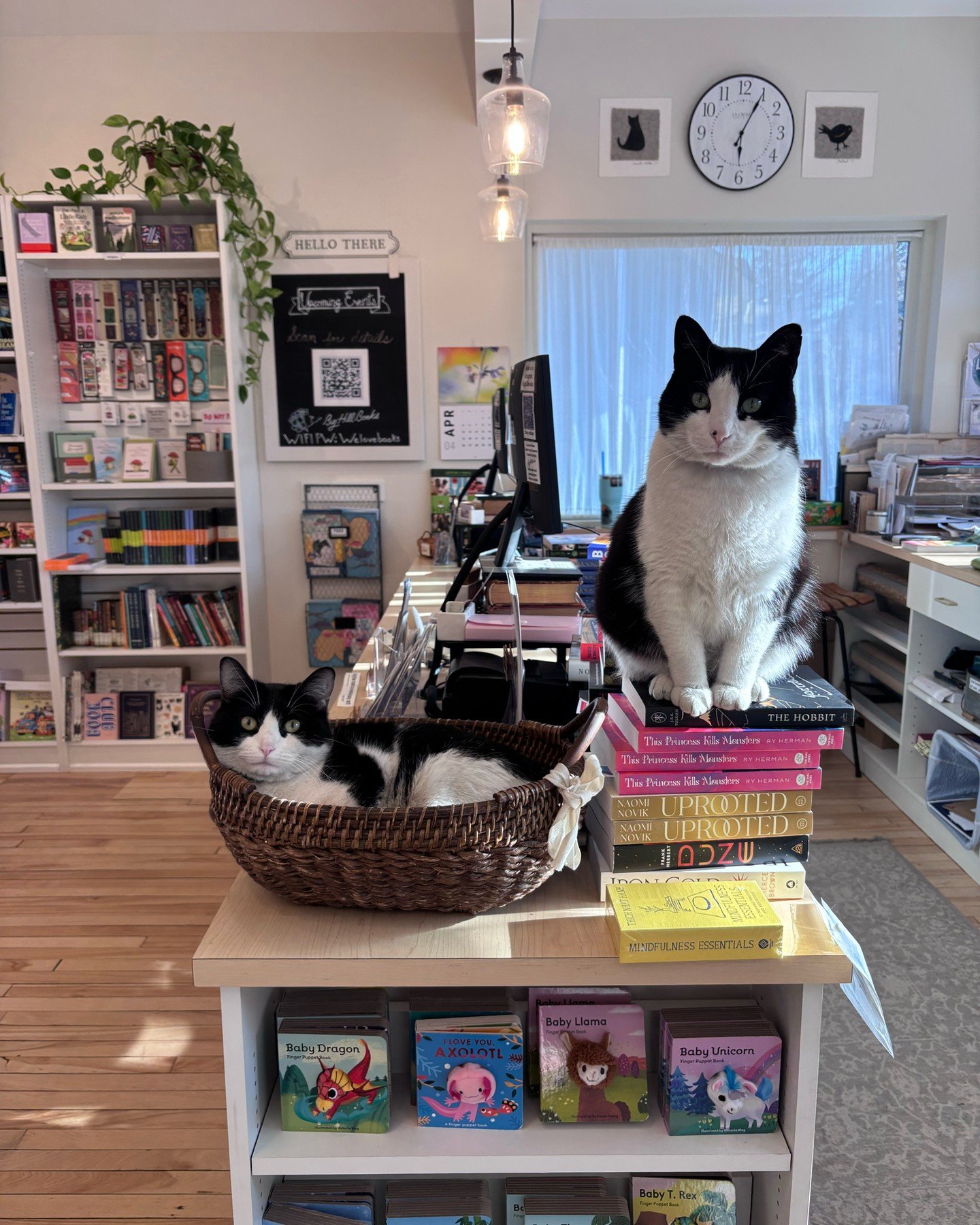 Looking ahead into spring 👀

#GooseAndAdso #BookstoreCats #BigHillBooks #SupportIndie #SupportLocal

📸: Manager Sarah