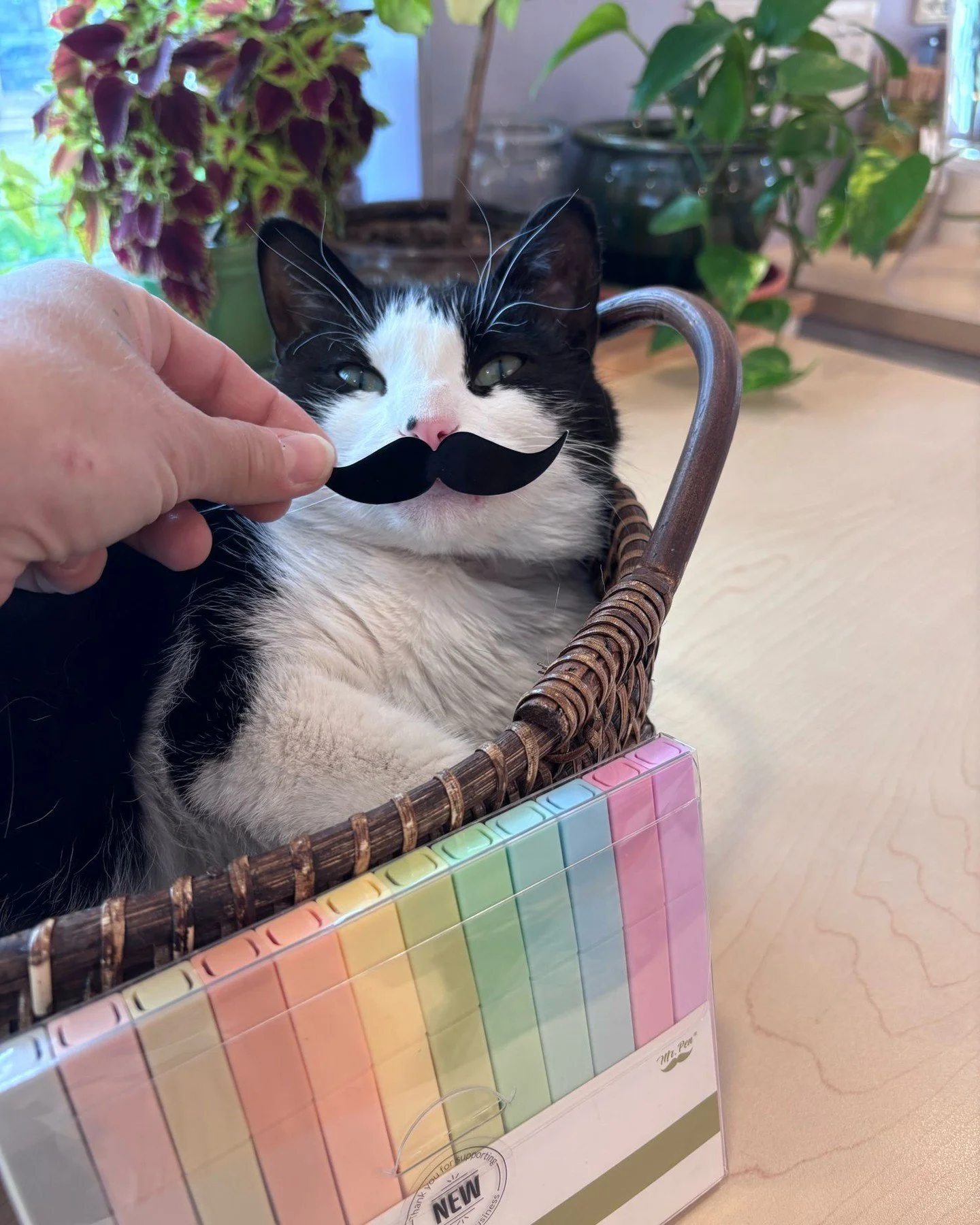 Goose wants you to know that we just got in some new @gomrpen stationary supplies 🥸 stop in today for all of your journal/coloring/planner needs! 

#MrPen #GooseTheBookstoreCat #Stationary #ArtSupplies