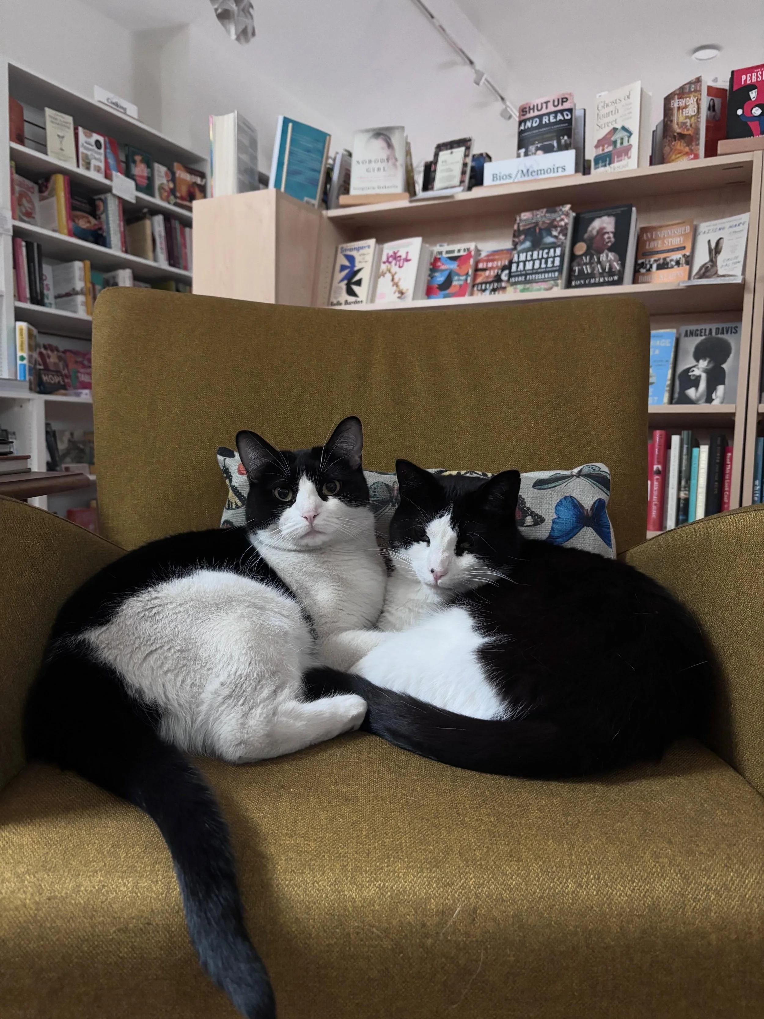 Happy Thursday from your favorite tuxedo twosome, Adso and Goose ✨

📸: manager Sarah

#TuxedoCats #BookstoreCats #GooseAndAdso #BigHillBooks