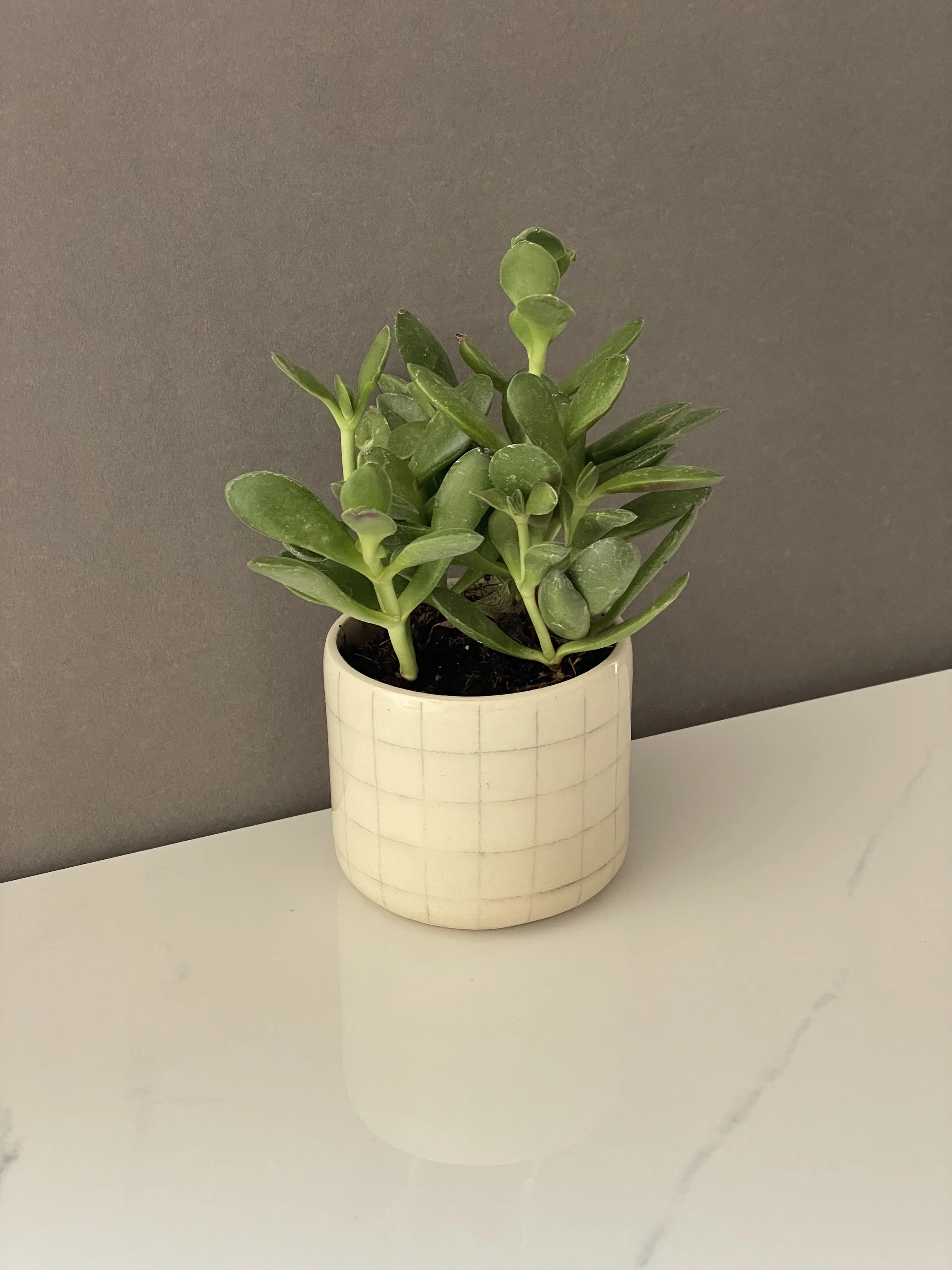 Grid Planter - Small