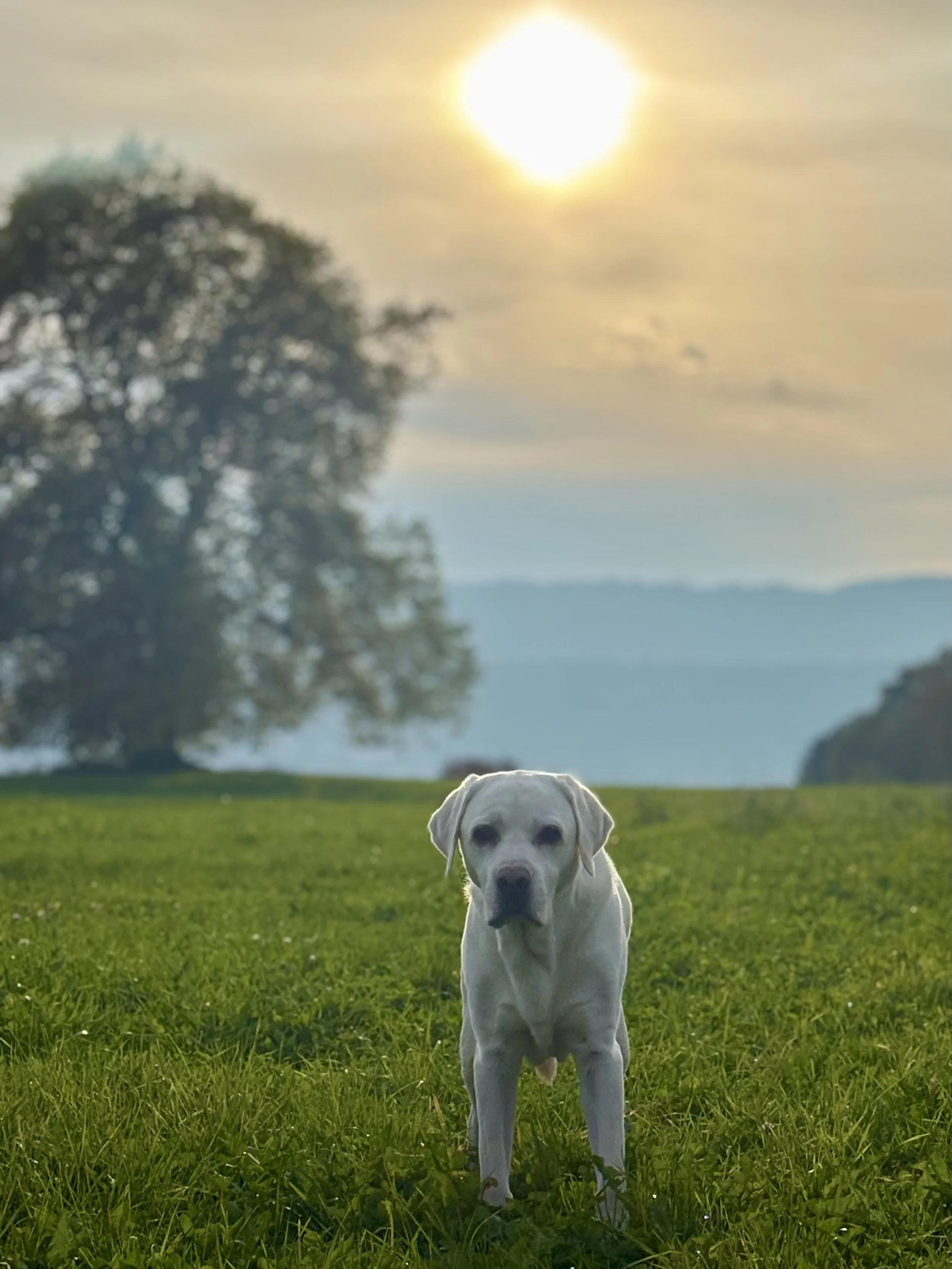 Ein weisser Hund steht auf grünem Gras vor einem Baum und einem Wasser im Hintergrund, die Sonne scheint durch Wolken bei Sonnenuntergang.