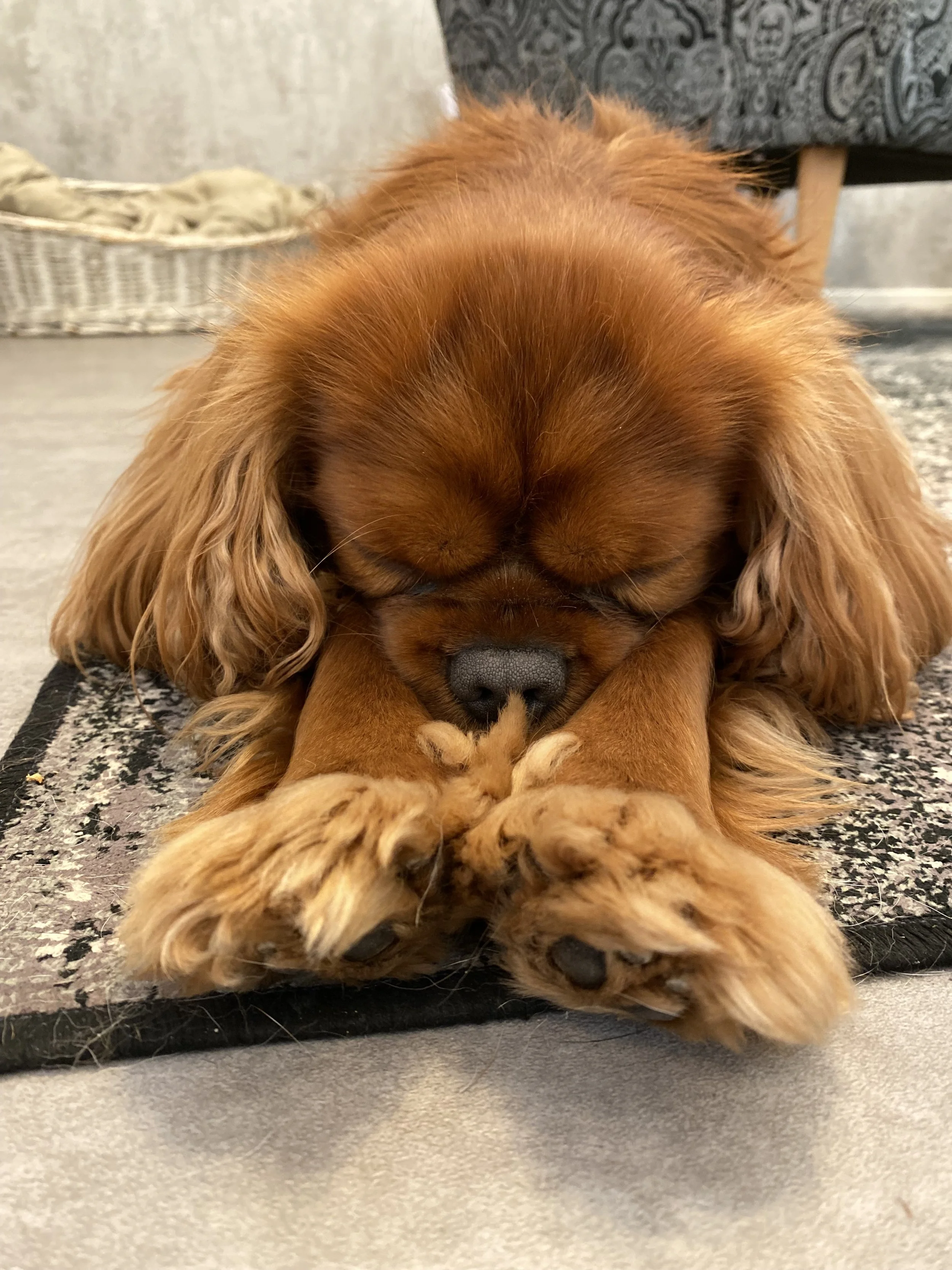Vacation without worries - How to find the right vacation care for your dog in Zurich and Switzerland