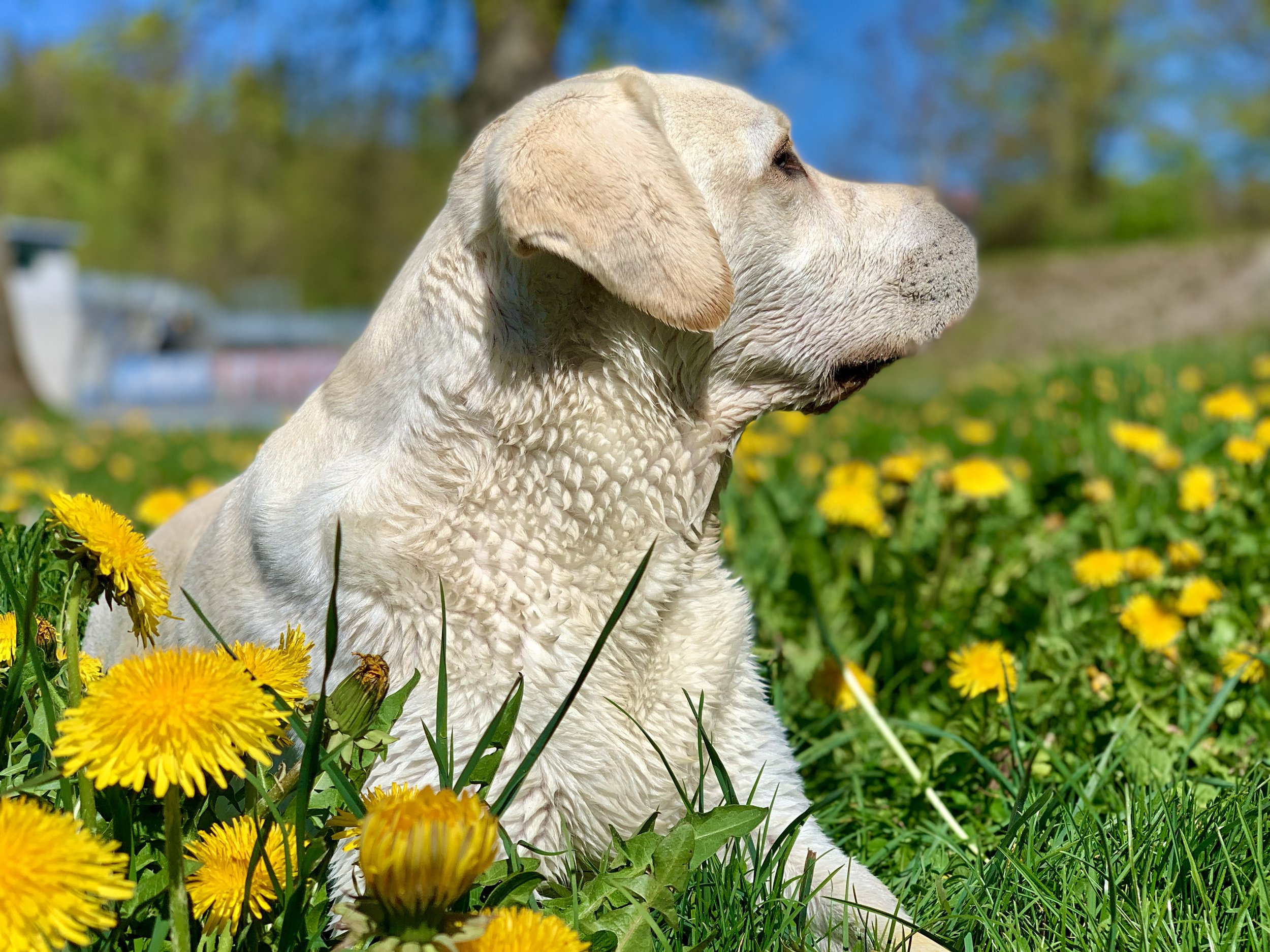 Züripets Hundewiese
