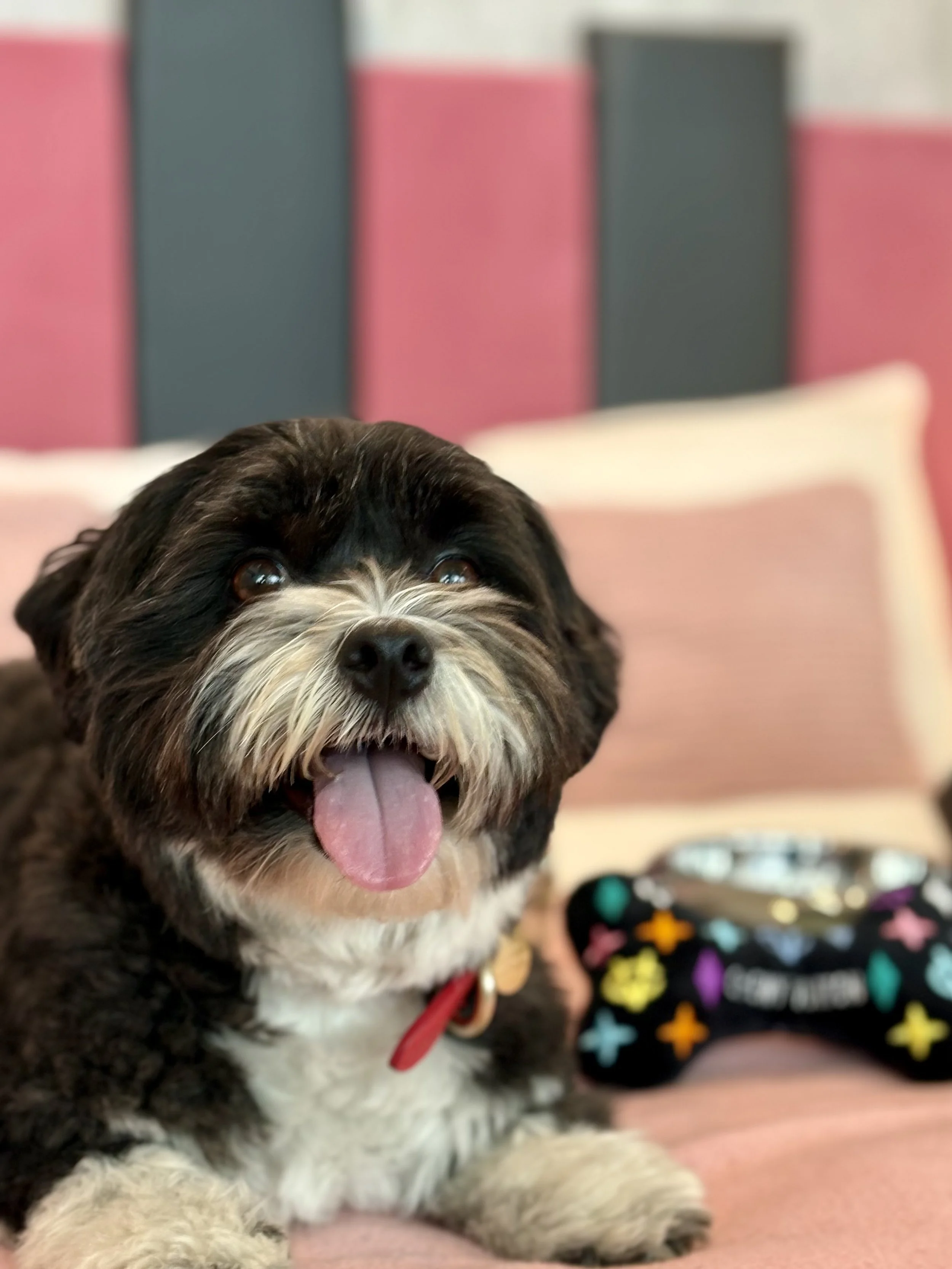 Höchste Sicherheit für deinen Hund - warum bei Züripets® kein Risiko besteht