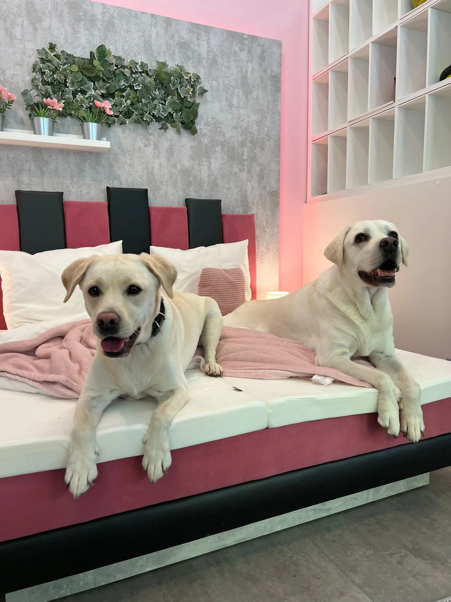 Blick in die Züriptes Suite