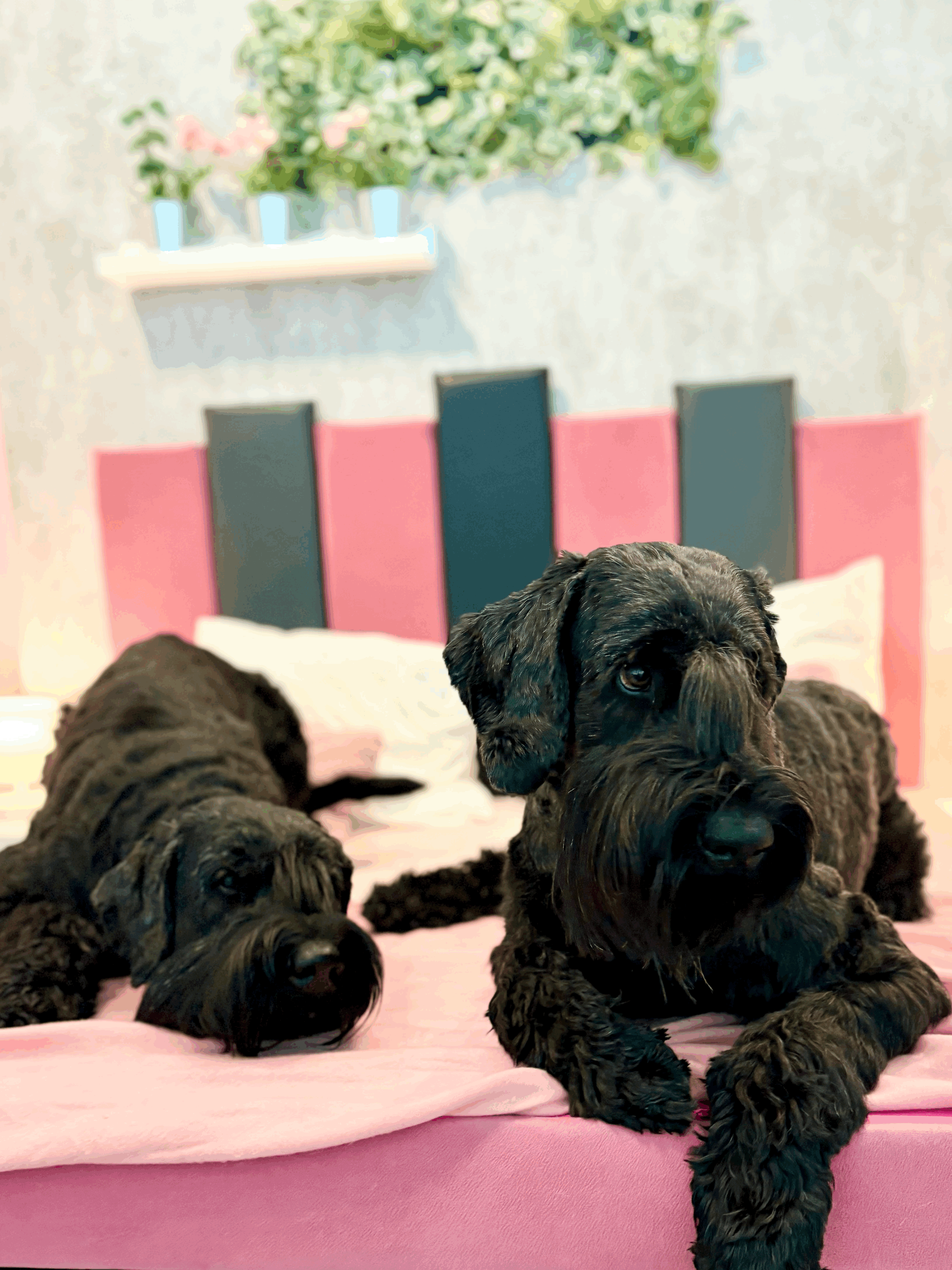 Hundepension vs. privater Hundesitter - was passt zu meinem Hund?