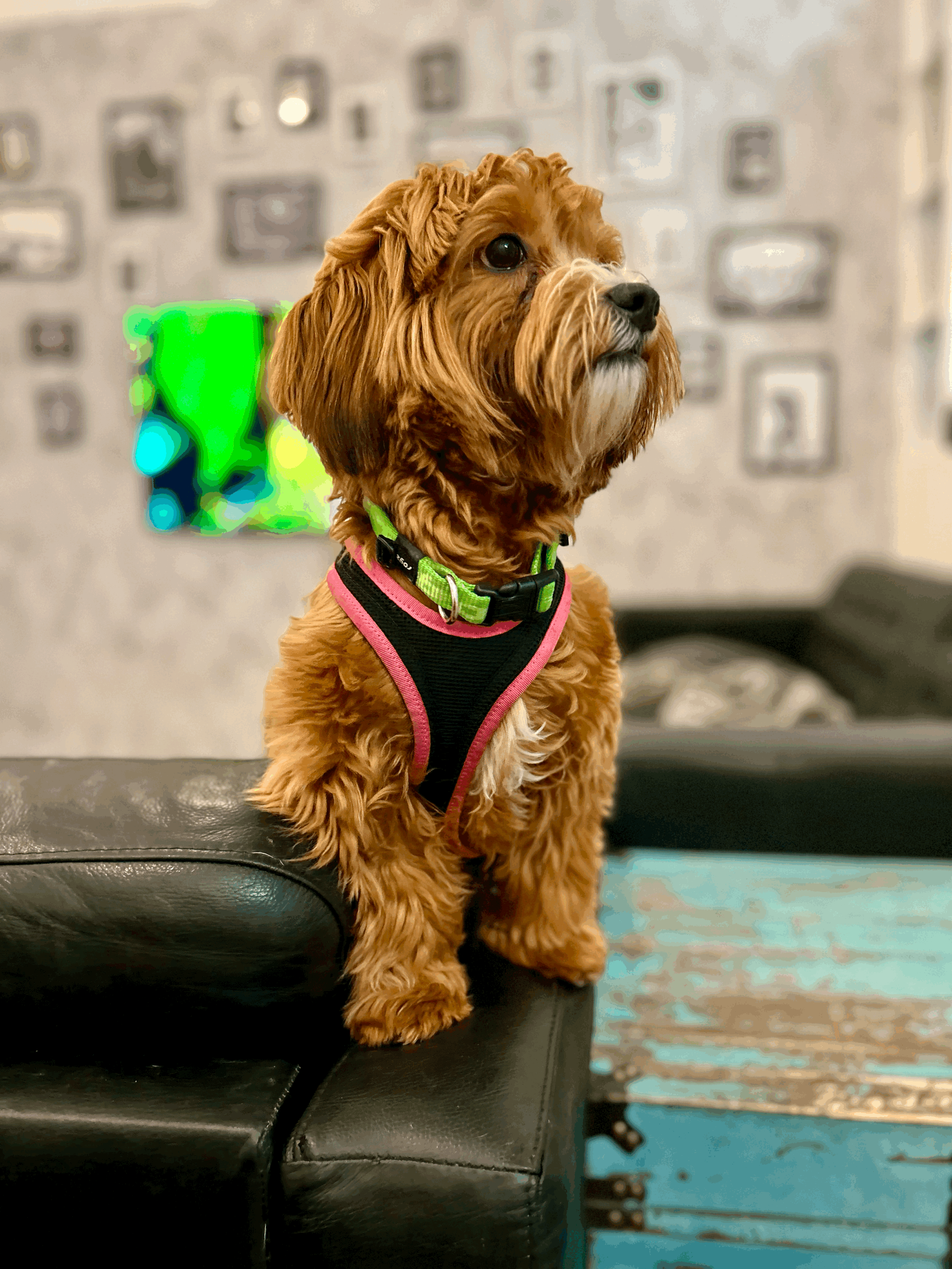 Pet Sitting in der Schweiz - der ultimative Guide für Expats