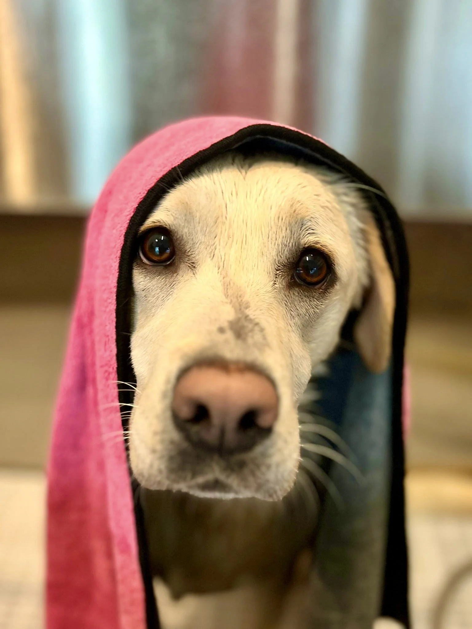 Fellpflege in Zürich: Darauf solltest du beim Hundesalon achten